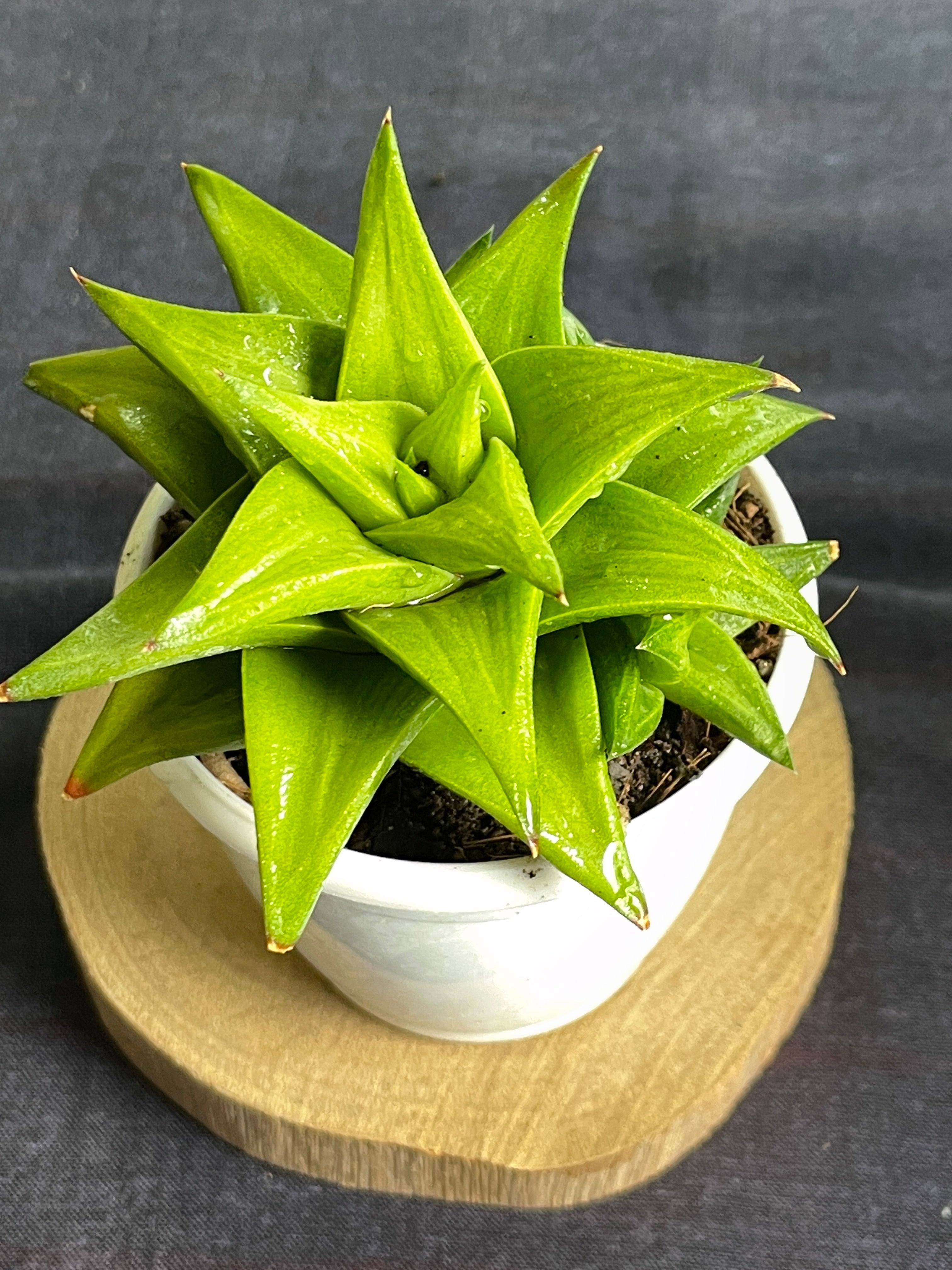 Haworthia limifolia ubomboensis

