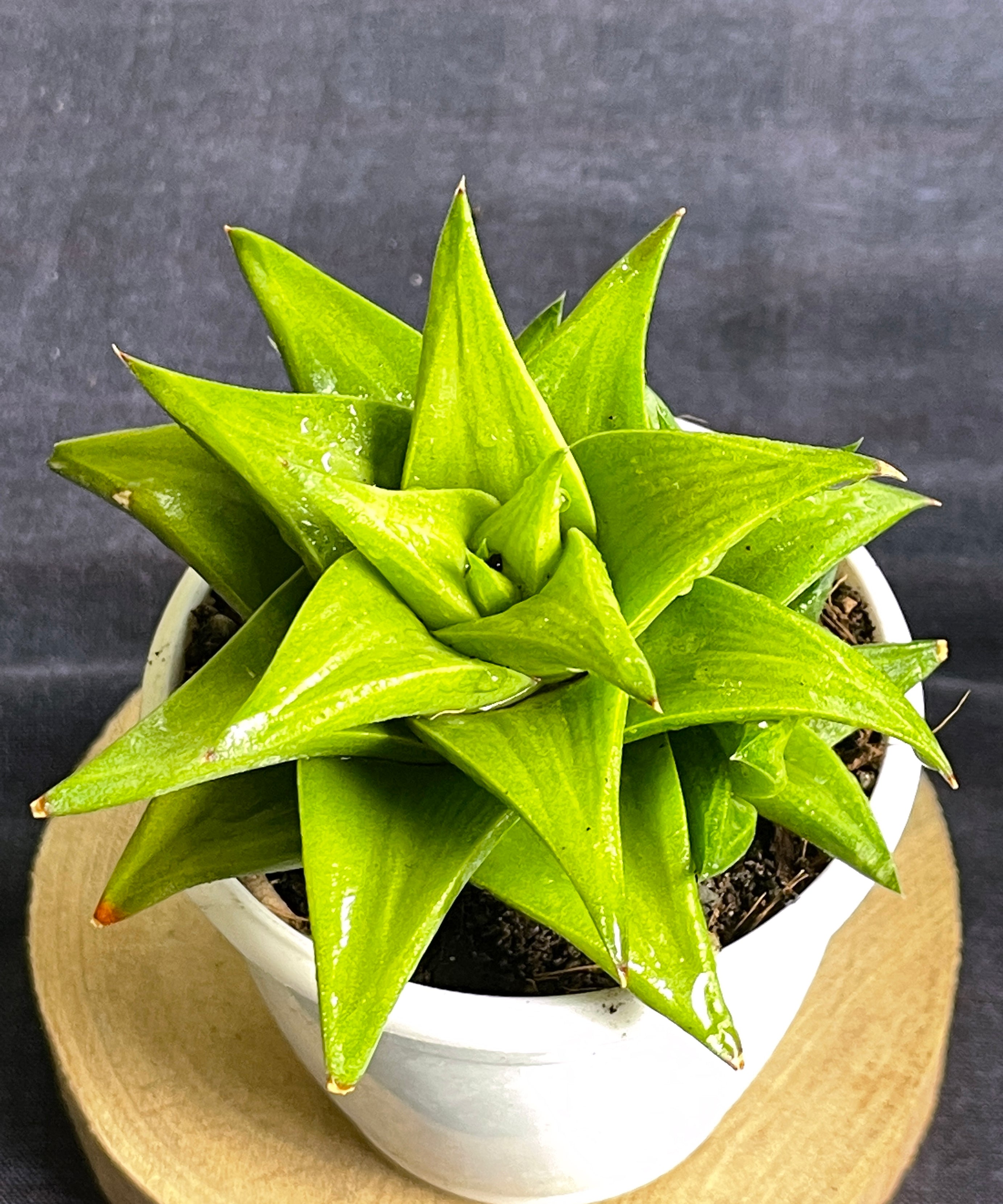Haworthia limifolia ubomboensis
