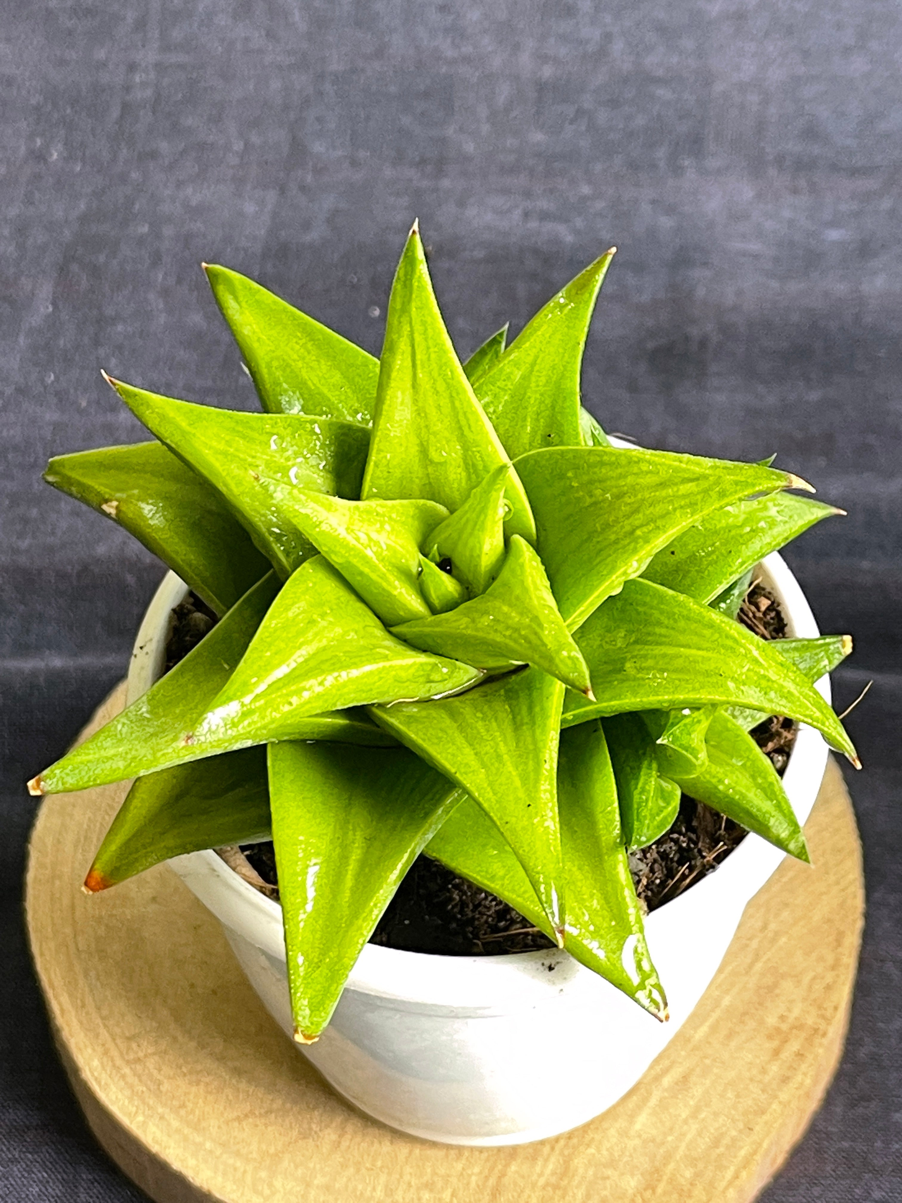 Haworthia limifolia ubomboensis

