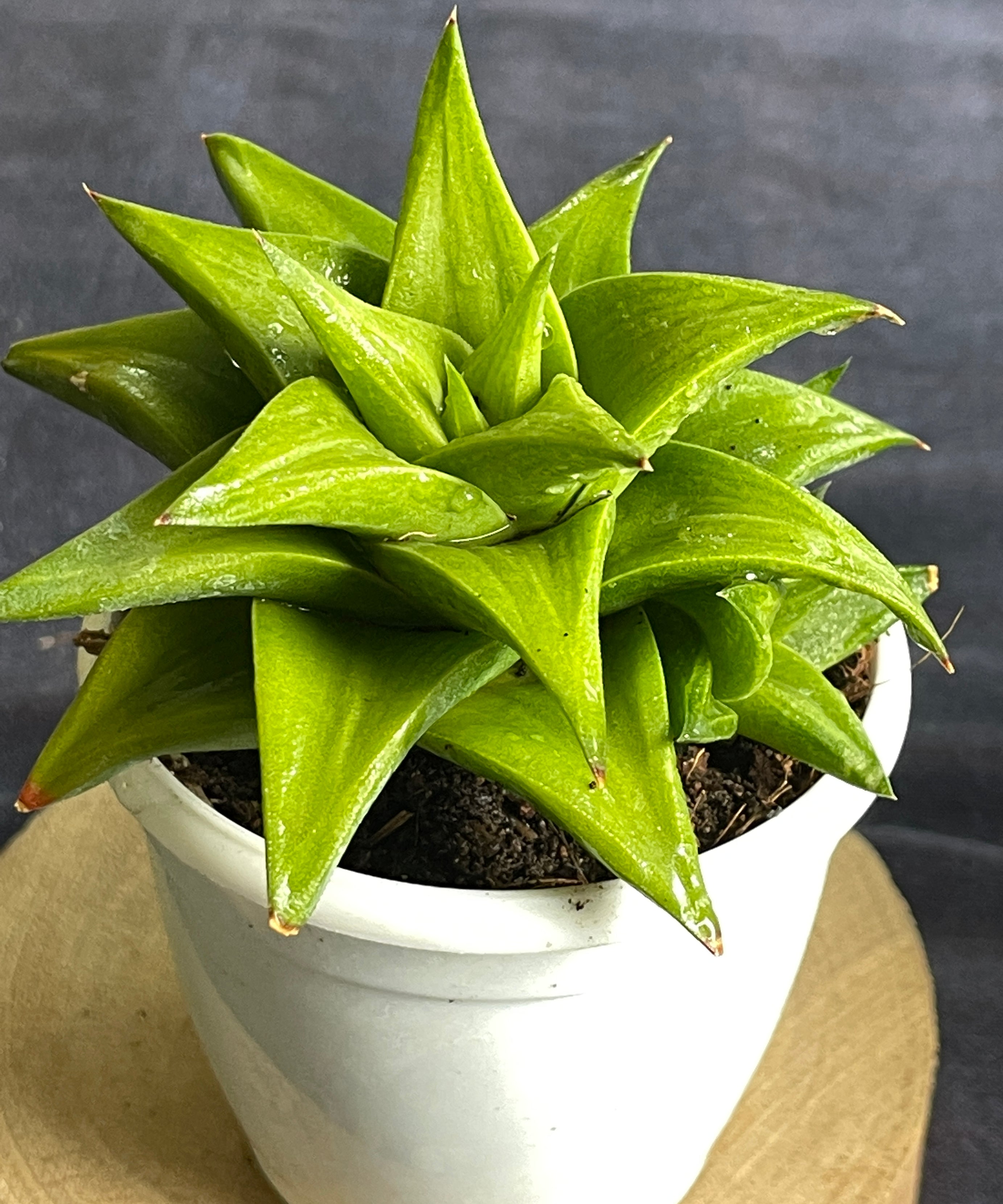 Haworthia limifolia ubomboensis

