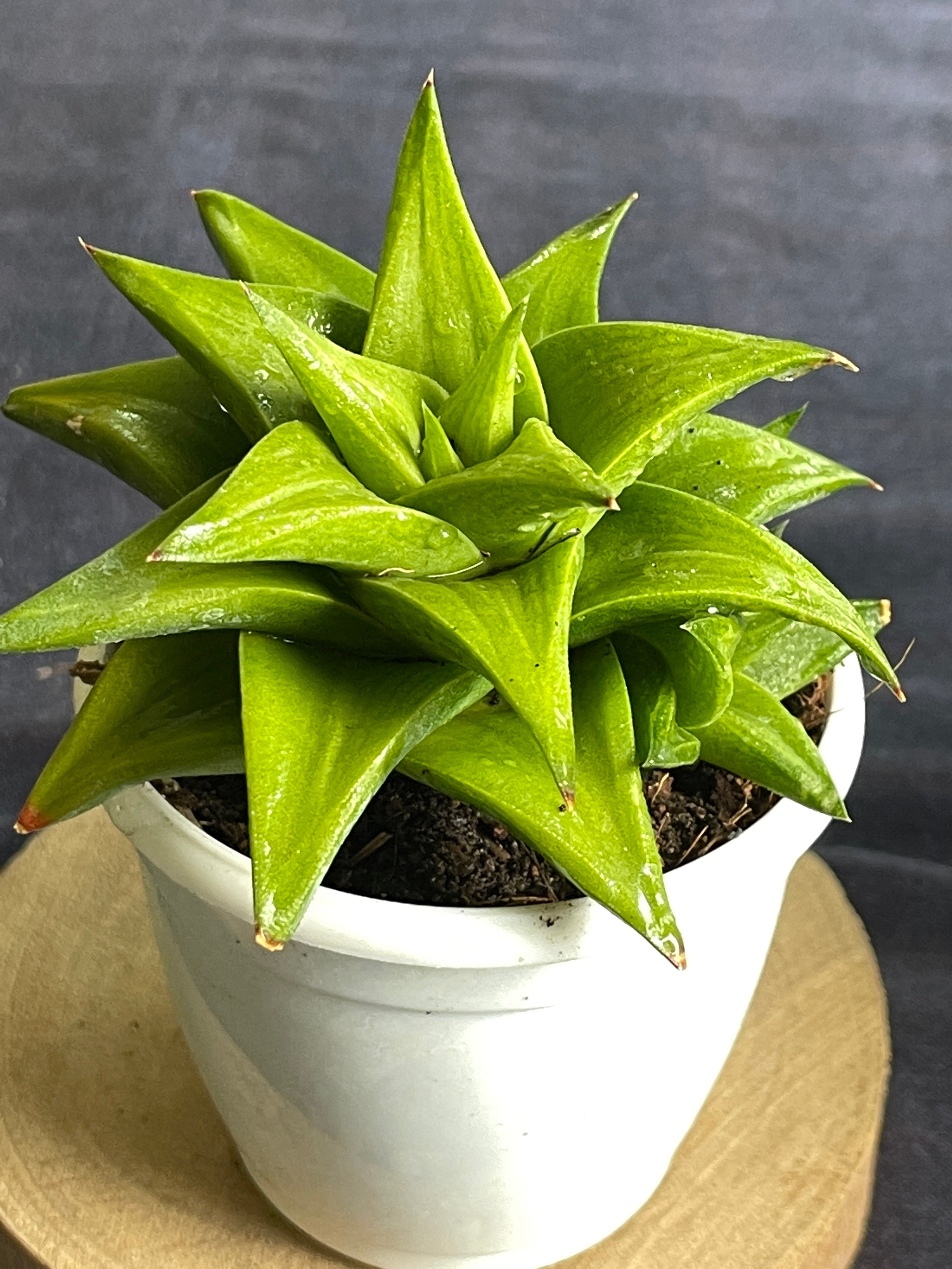 Haworthia limifolia ubomboensis

