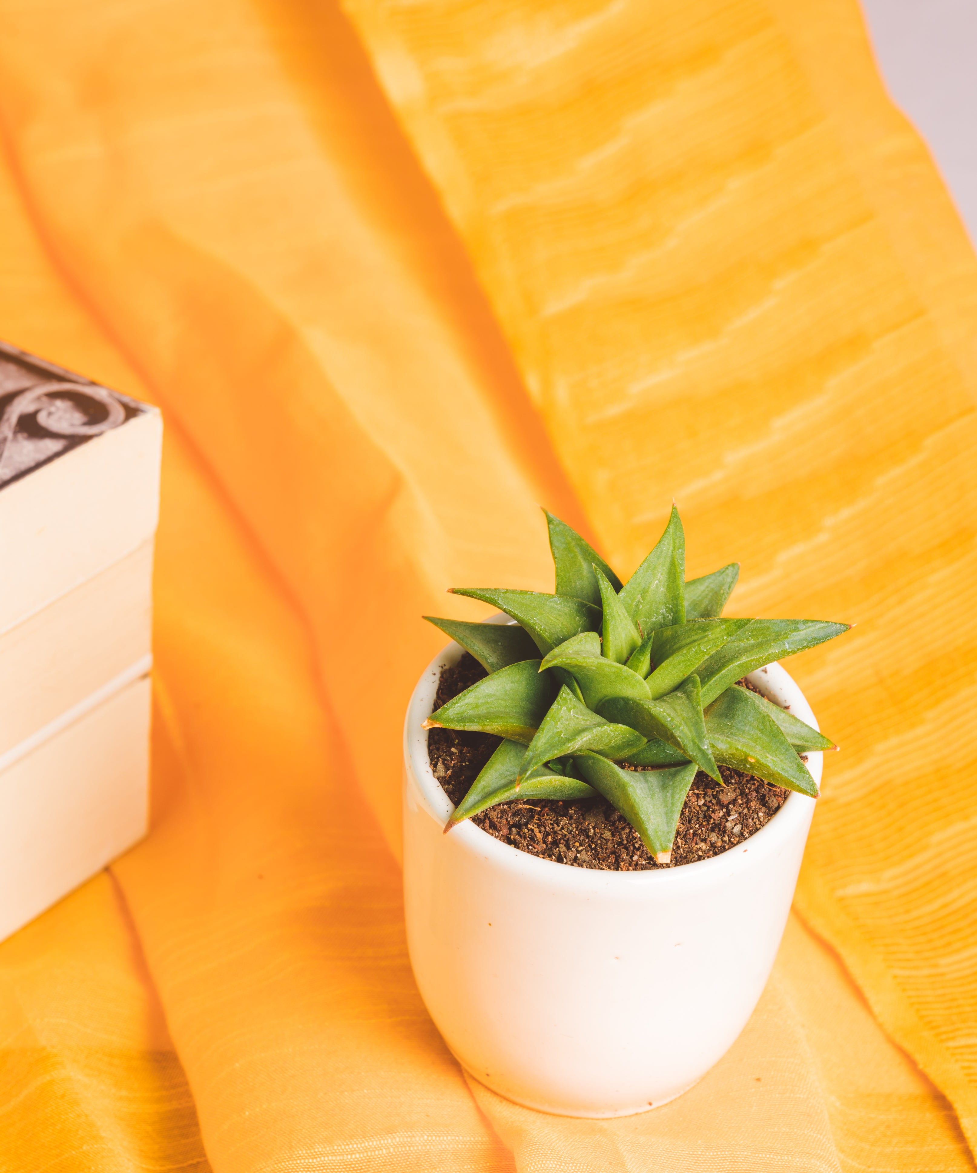 Haworthia limifolia ubomboensis

