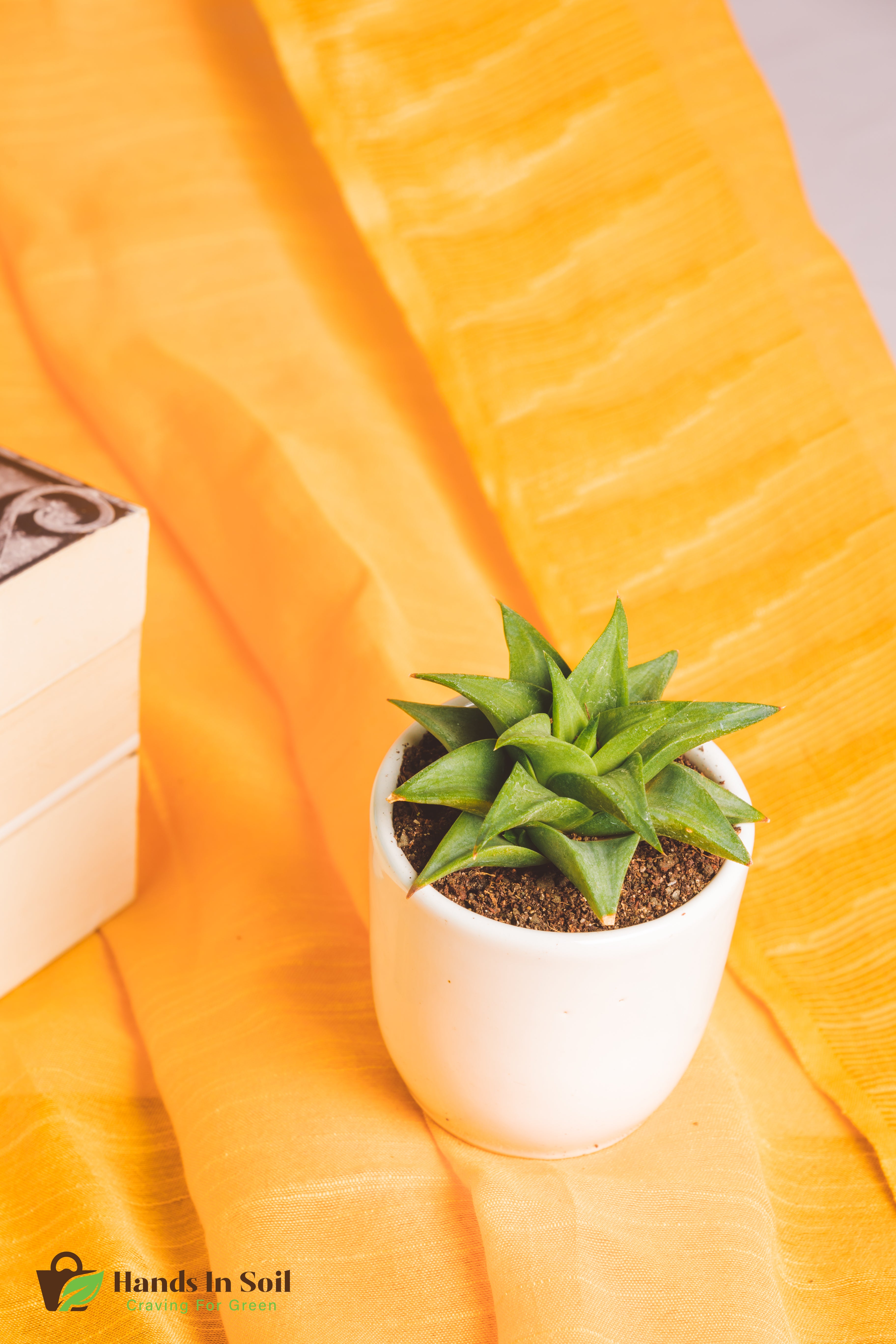 Haworthia limifolia ubomboensis

