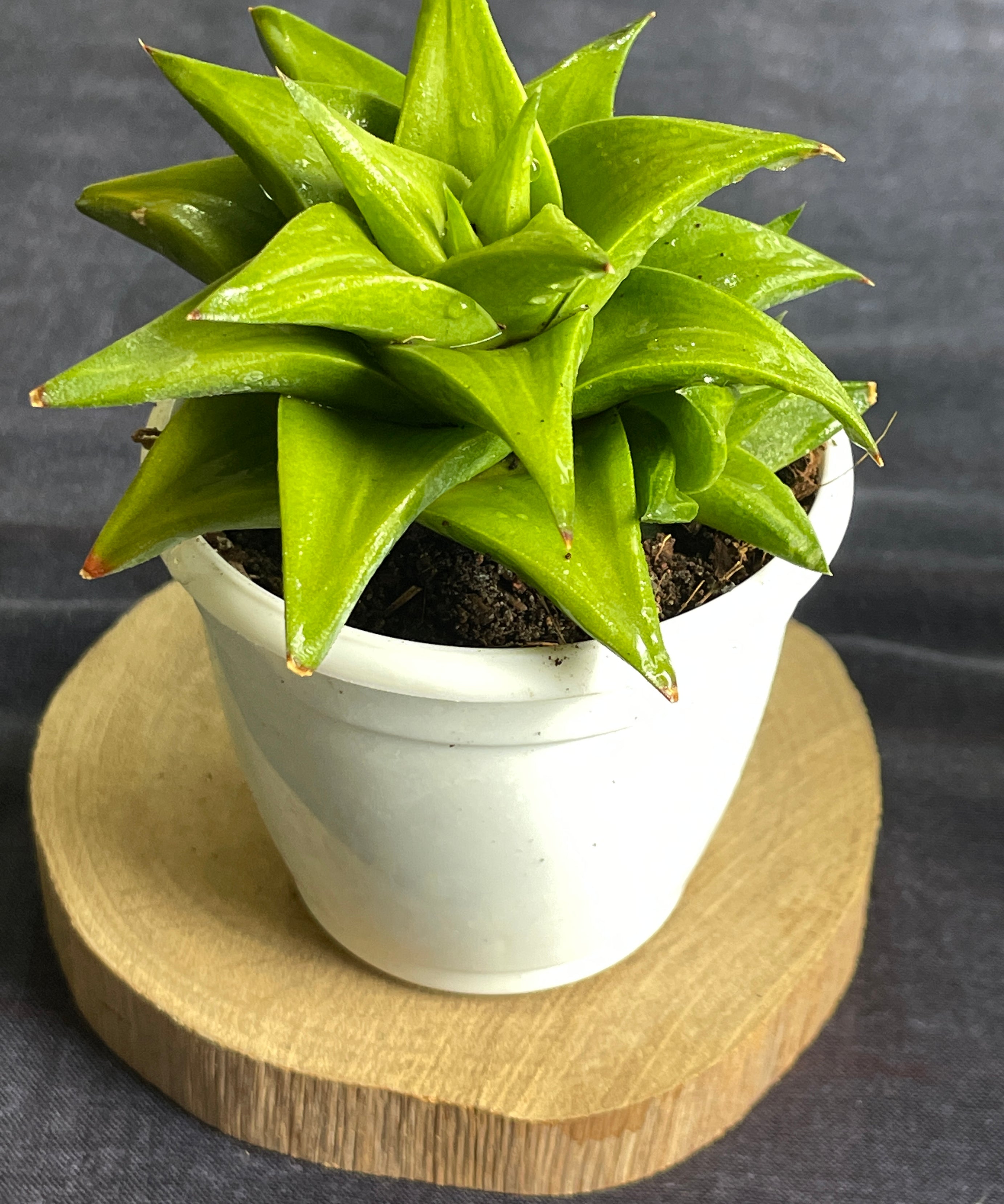 Haworthia limifolia ubomboensis

