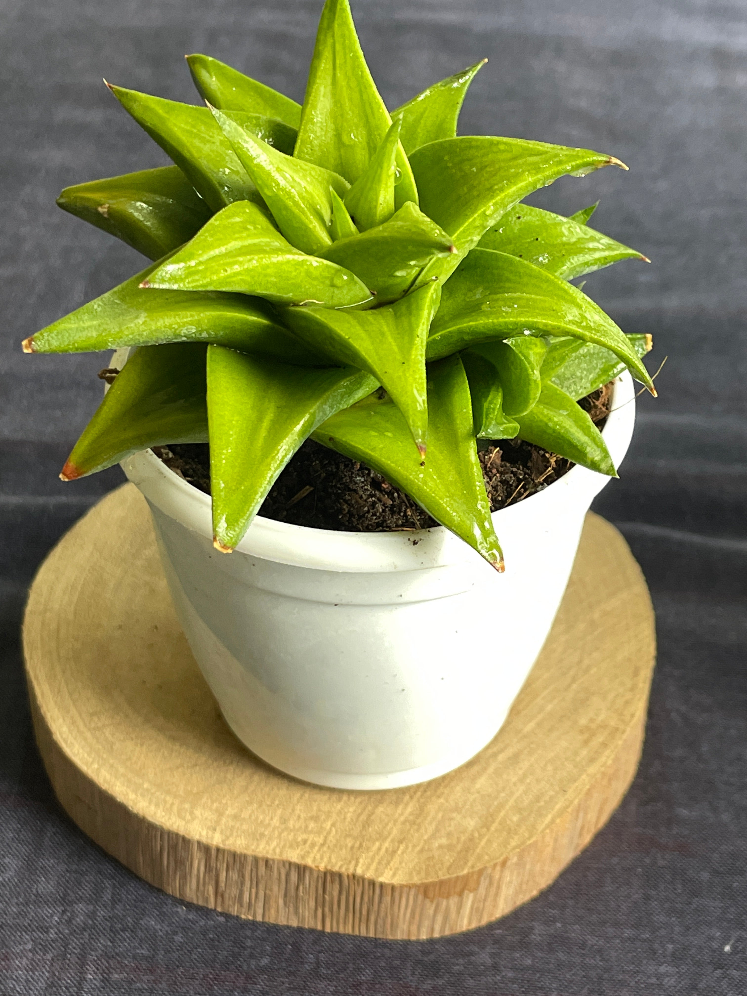 Haworthia limifolia ubomboensis

