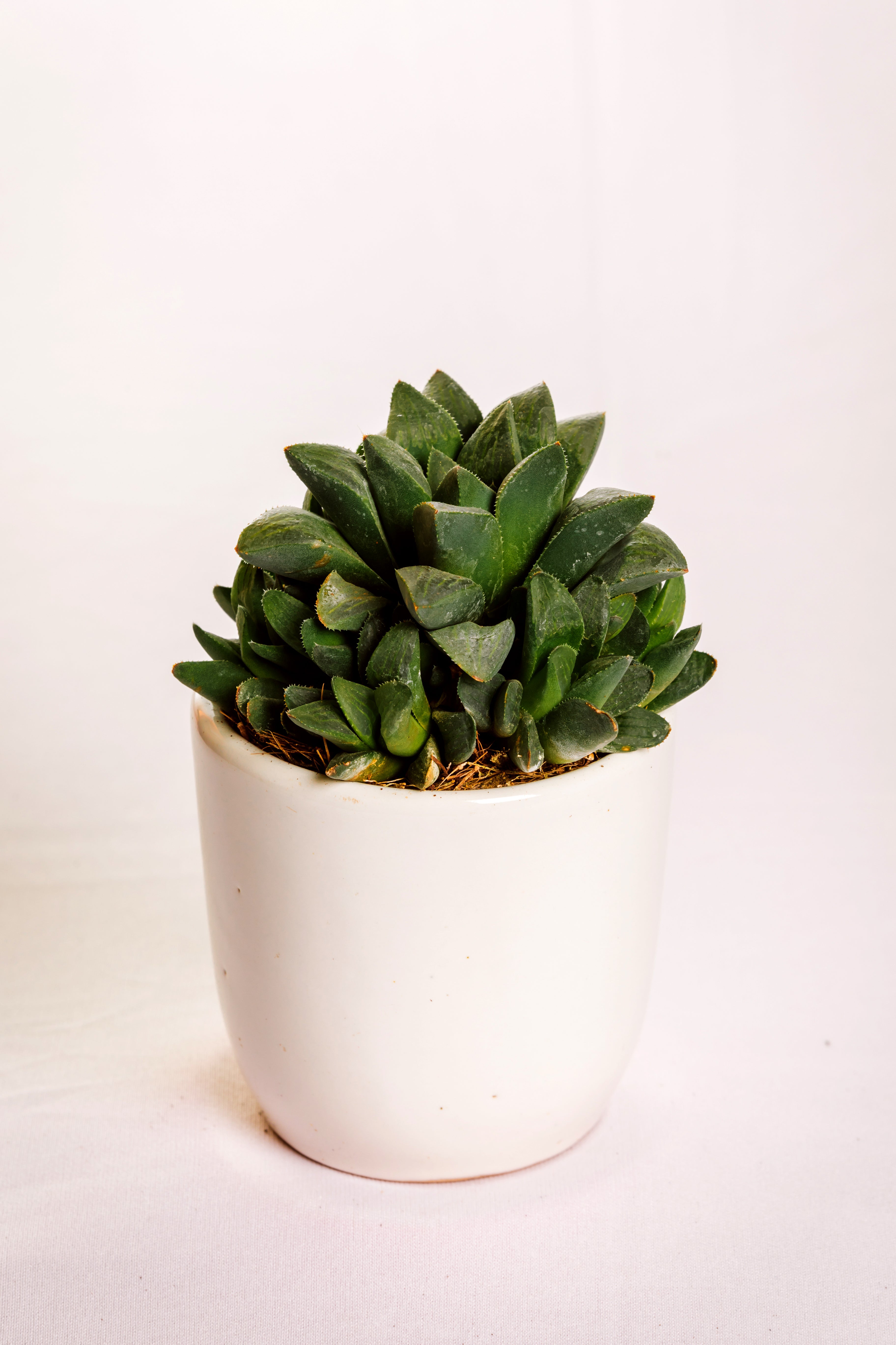 Haworthia Haworthia Mutica – Hands In Soil