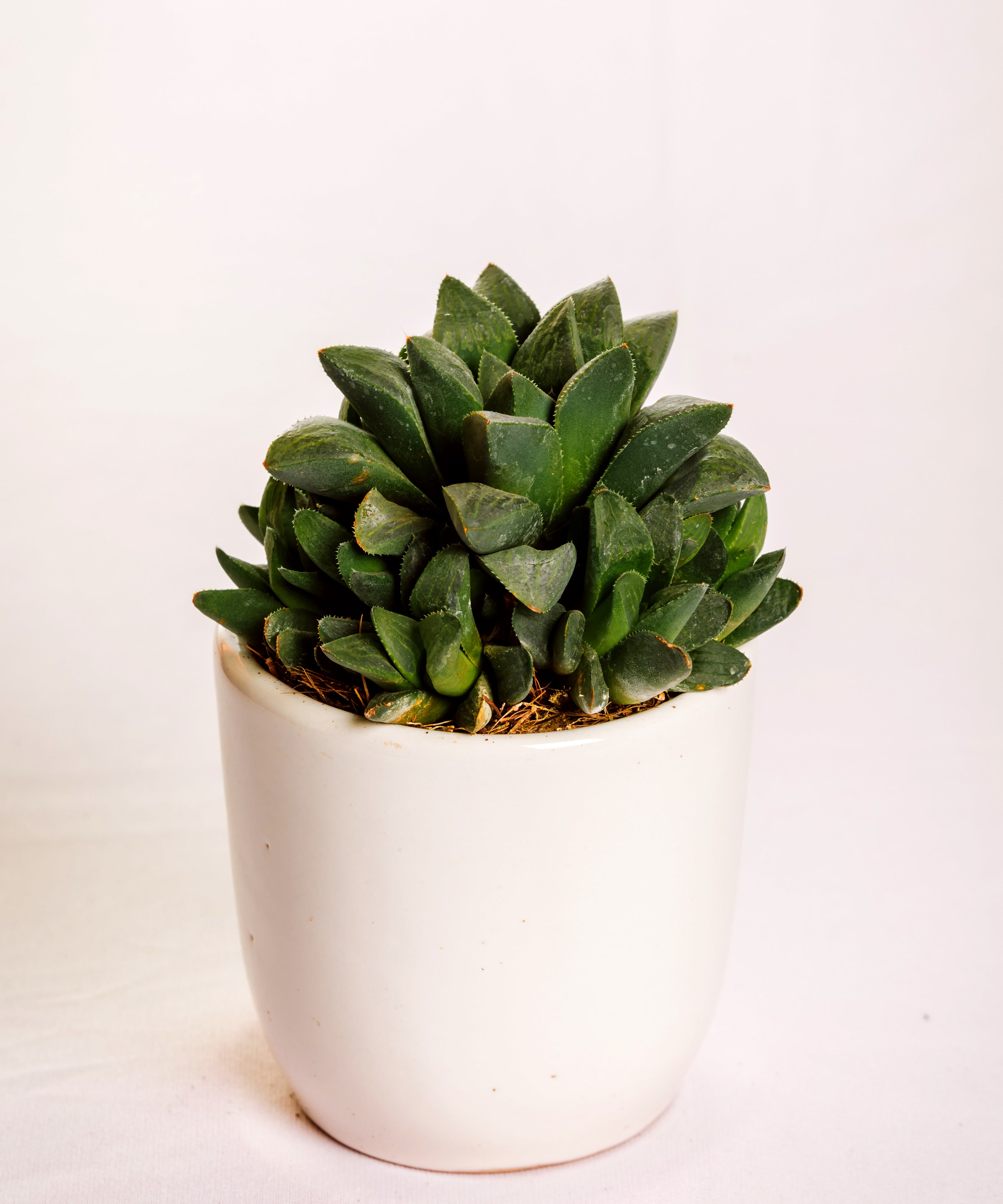 Haworthia mutica
