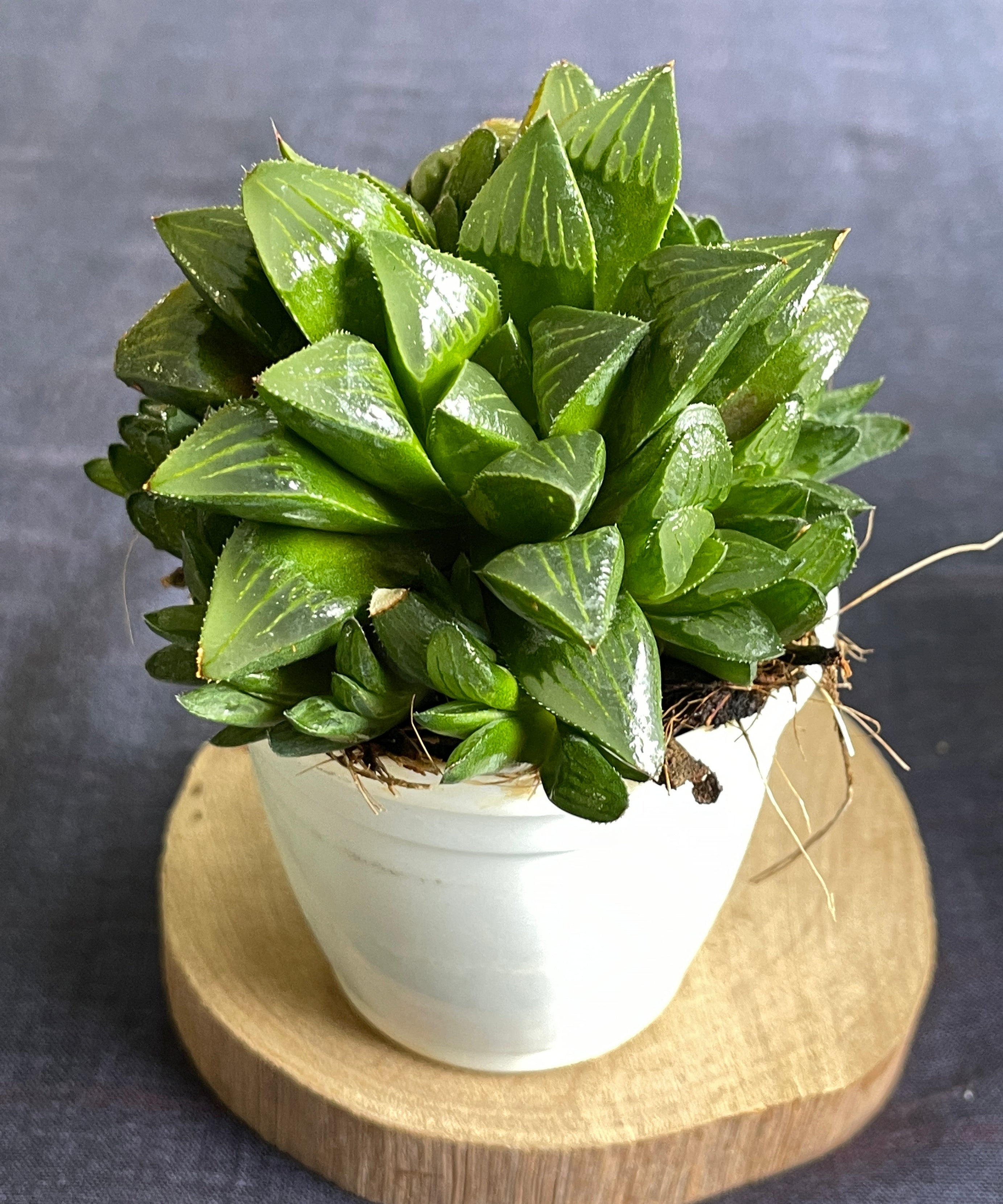 Haworthia mutica
