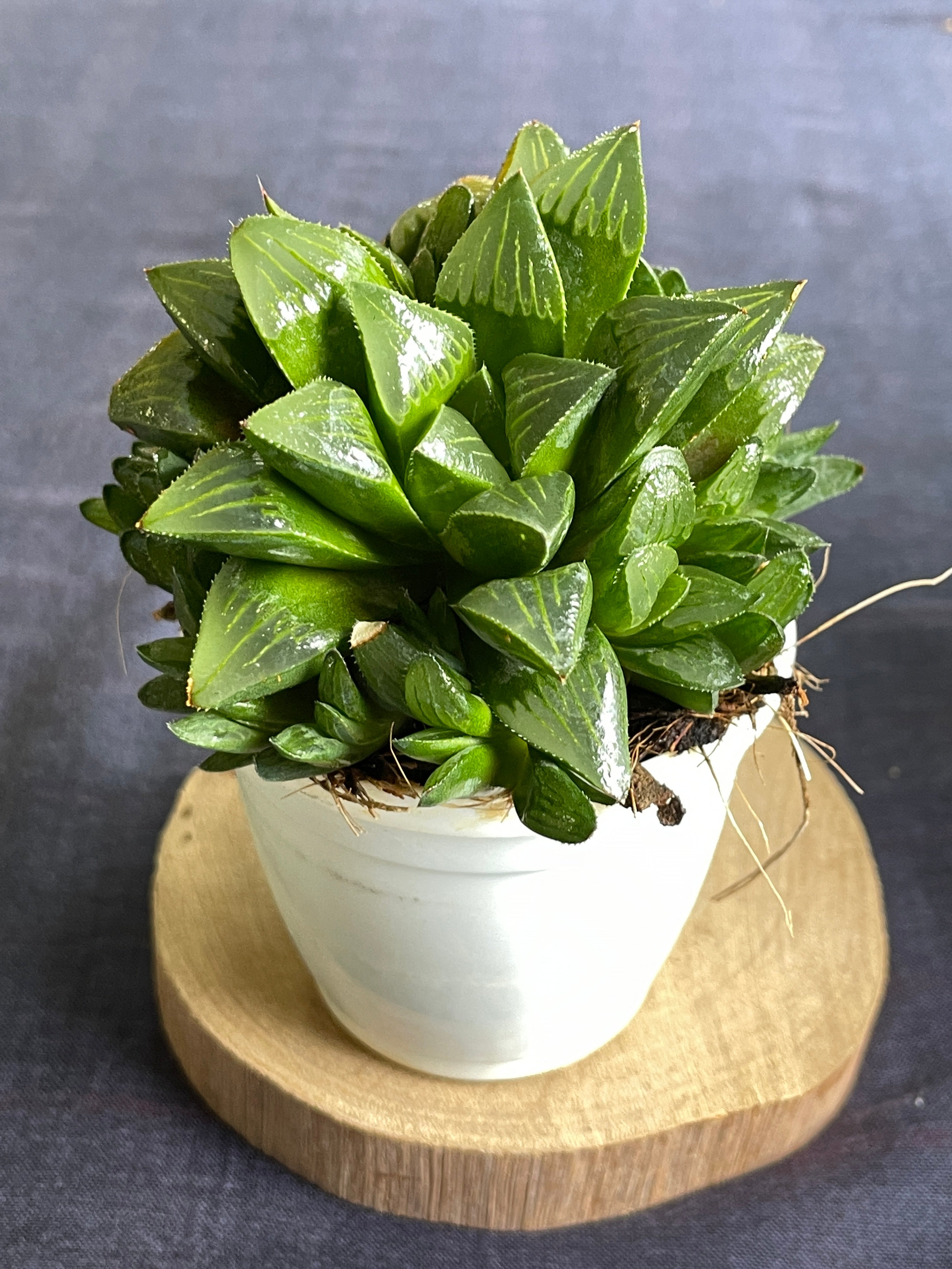 Haworthia mutica
