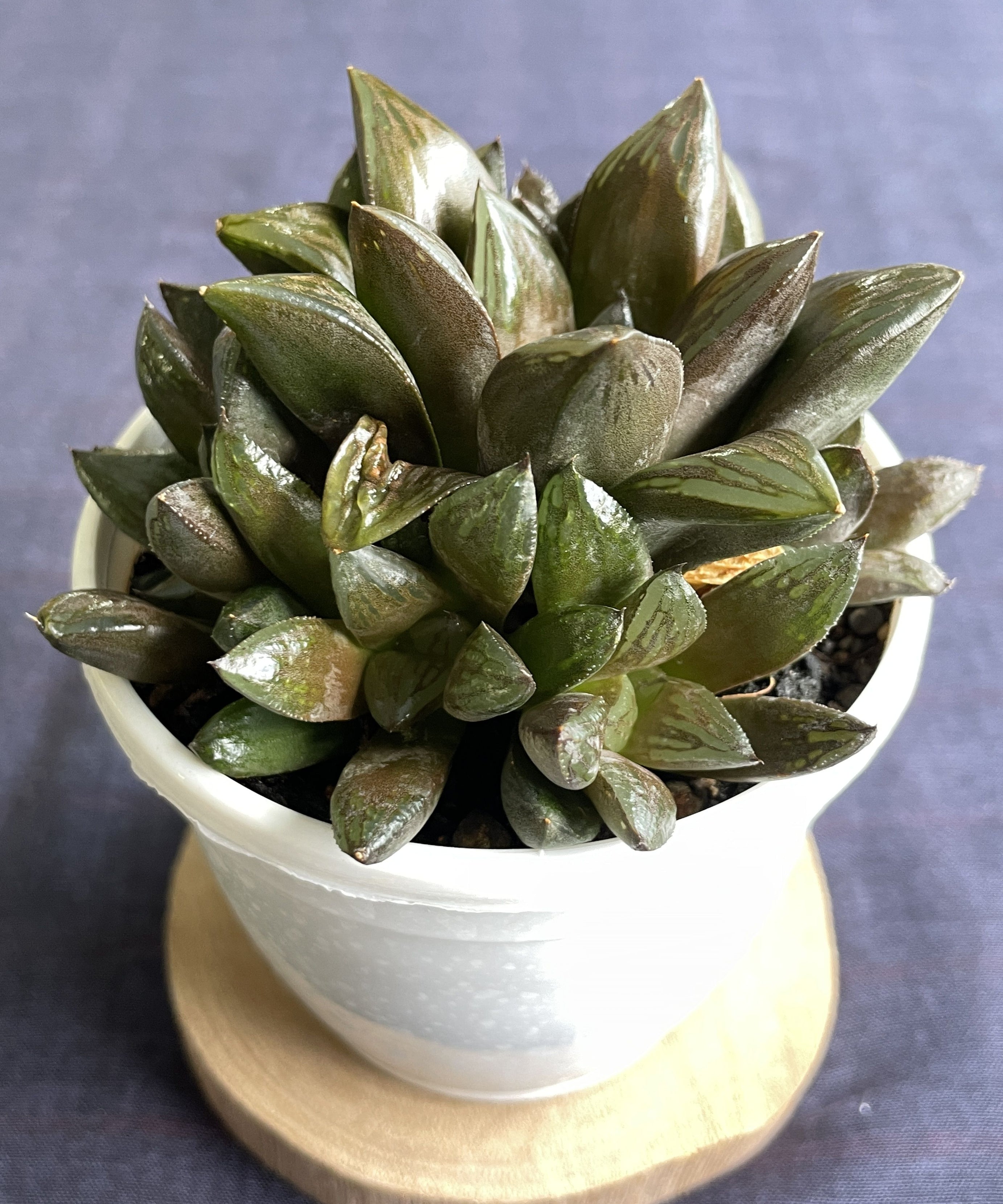 Haworthia retusa Hybrid 2
