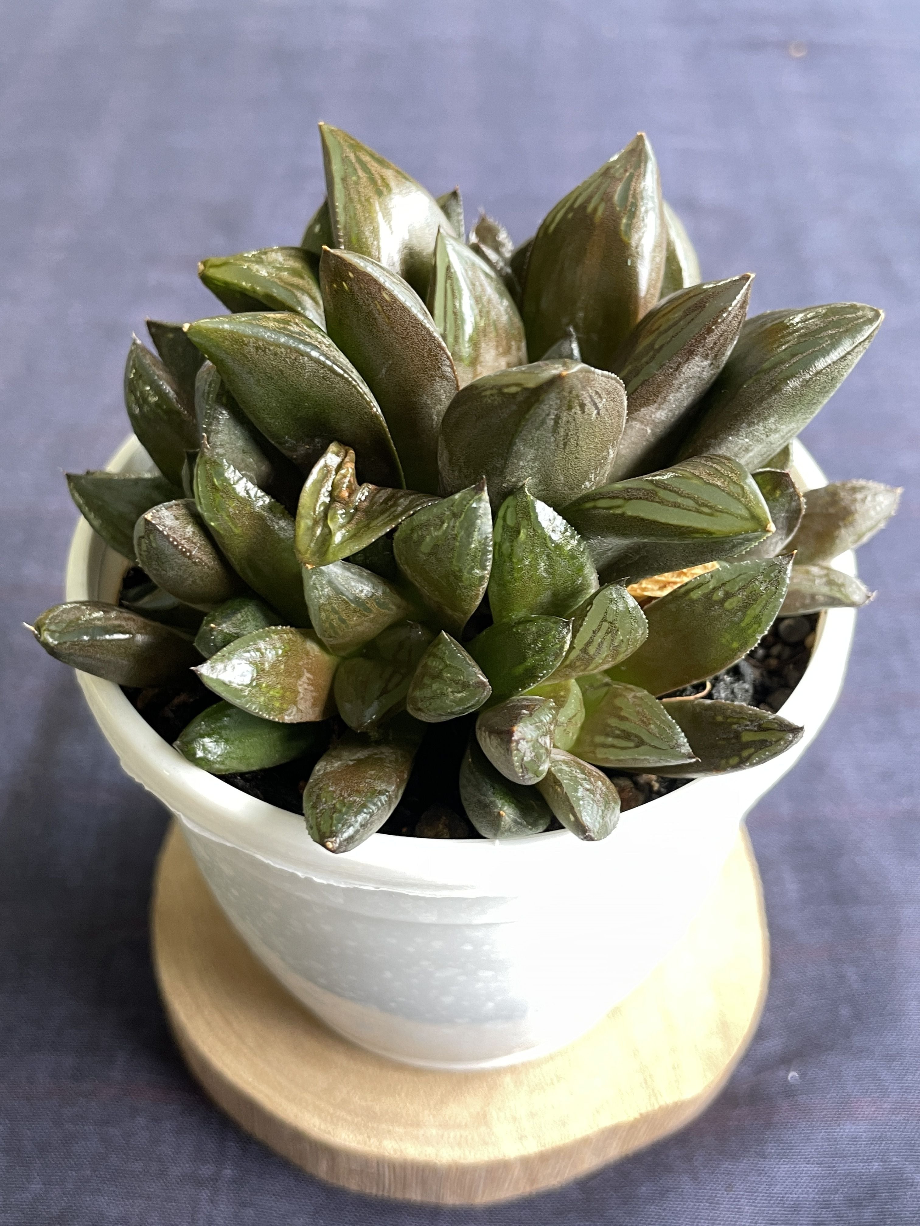Haworthia retusa Hybrid 2
