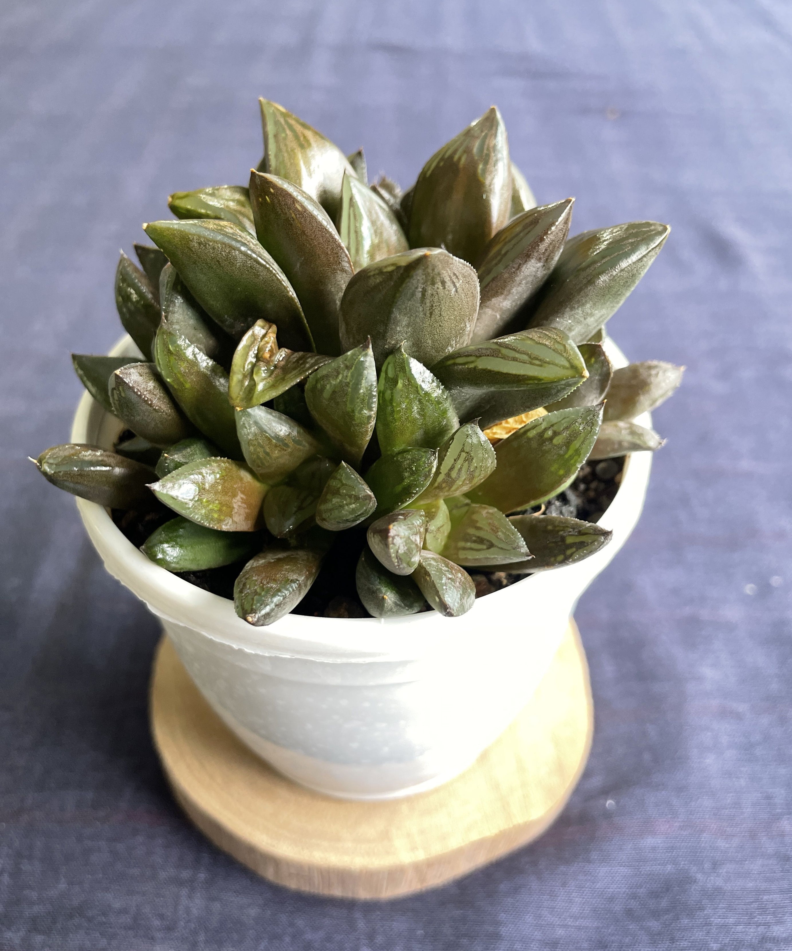 Haworthia retusa Hybrid 2

