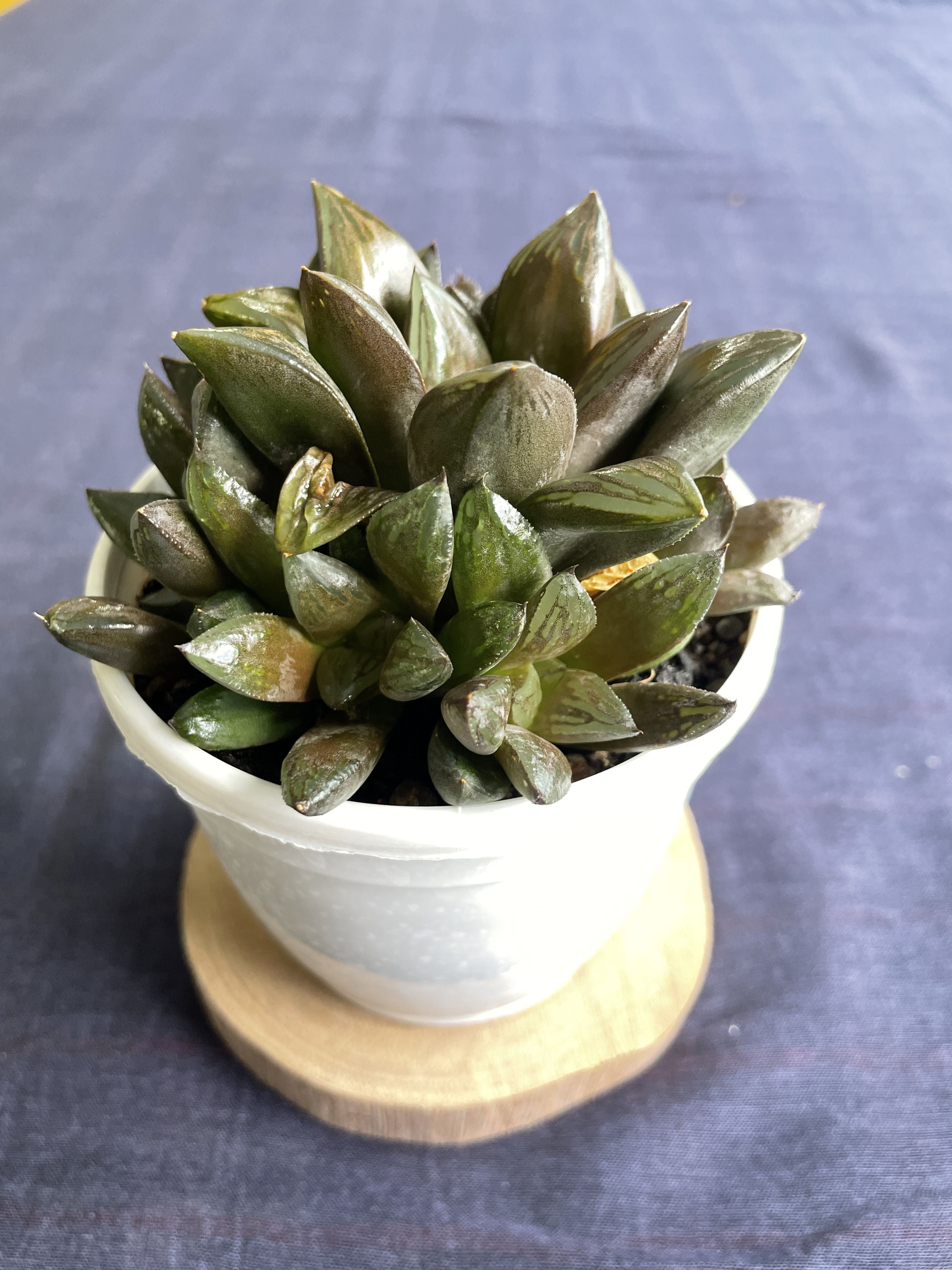 Haworthia retusa Hybrid 2

