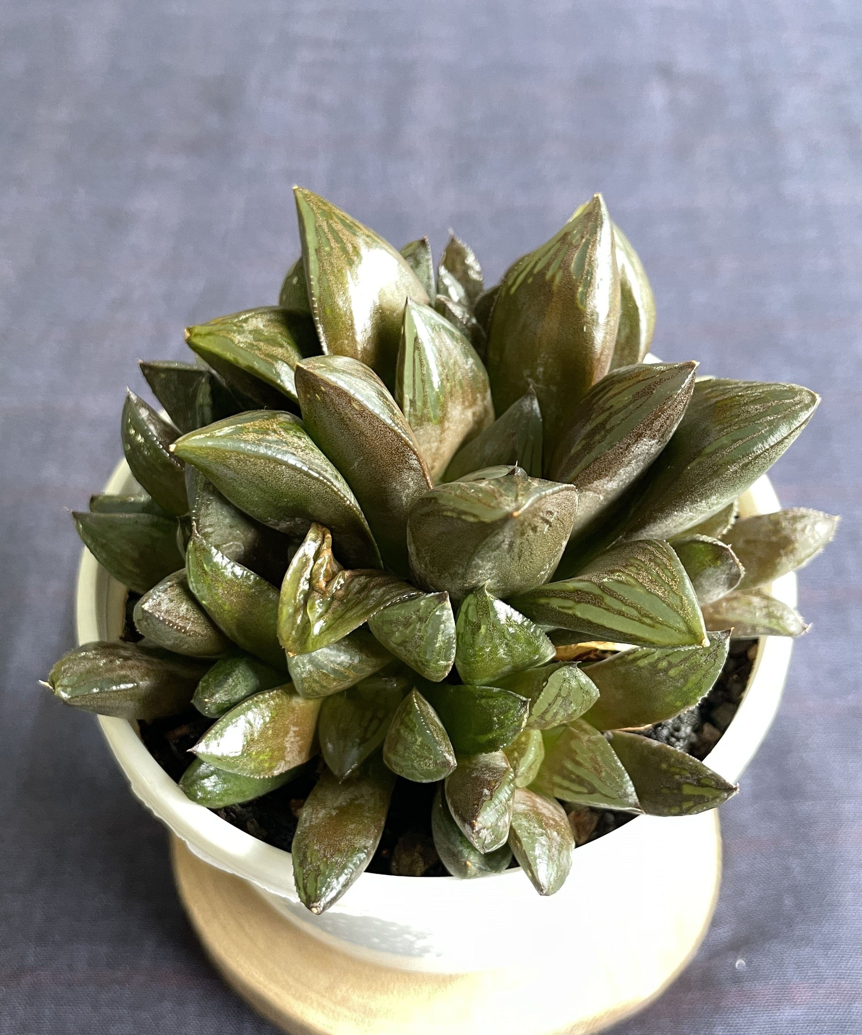 Haworthia retusa Hybrid 2
