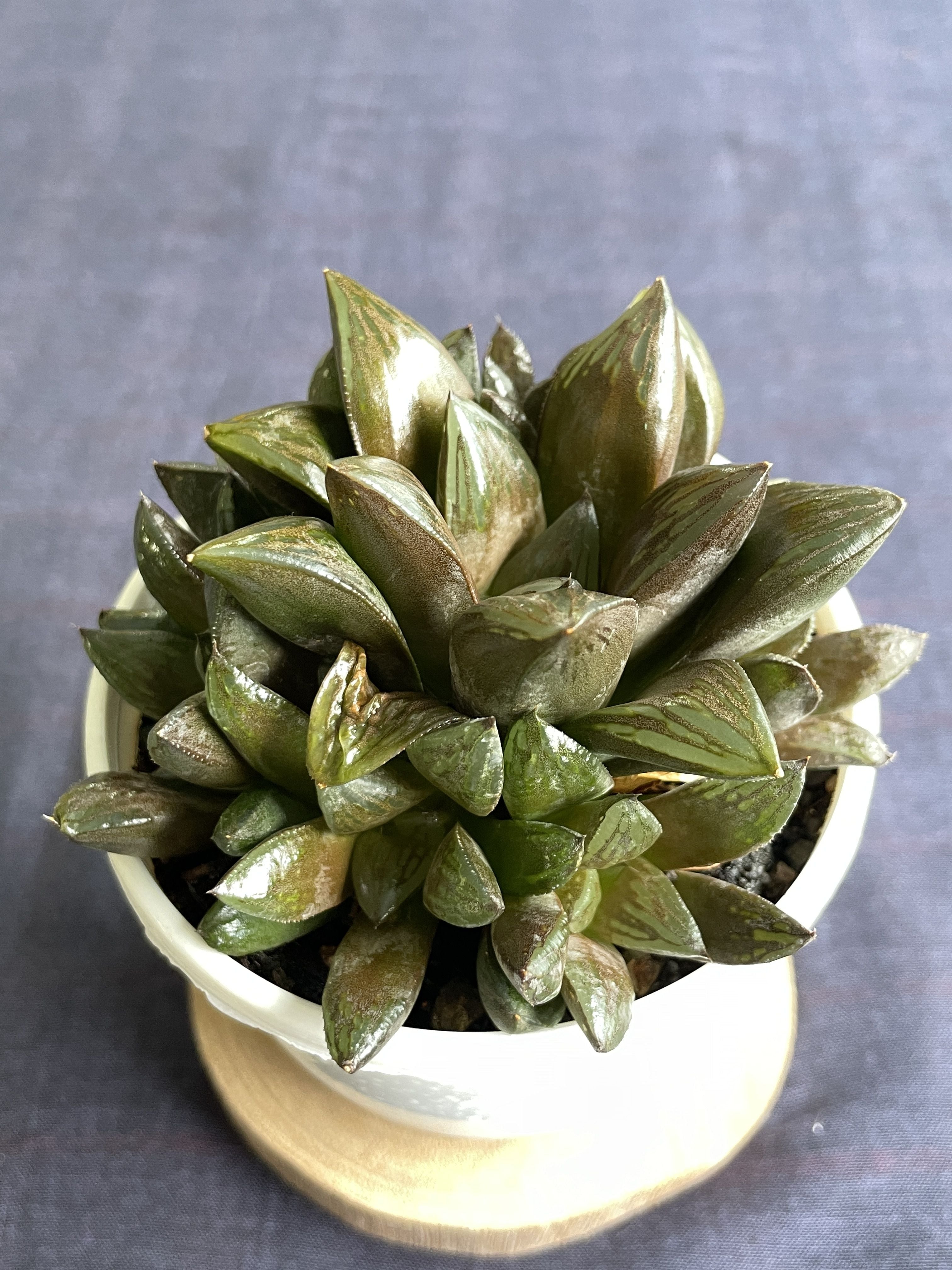 Haworthia retusa Hybrid 2
