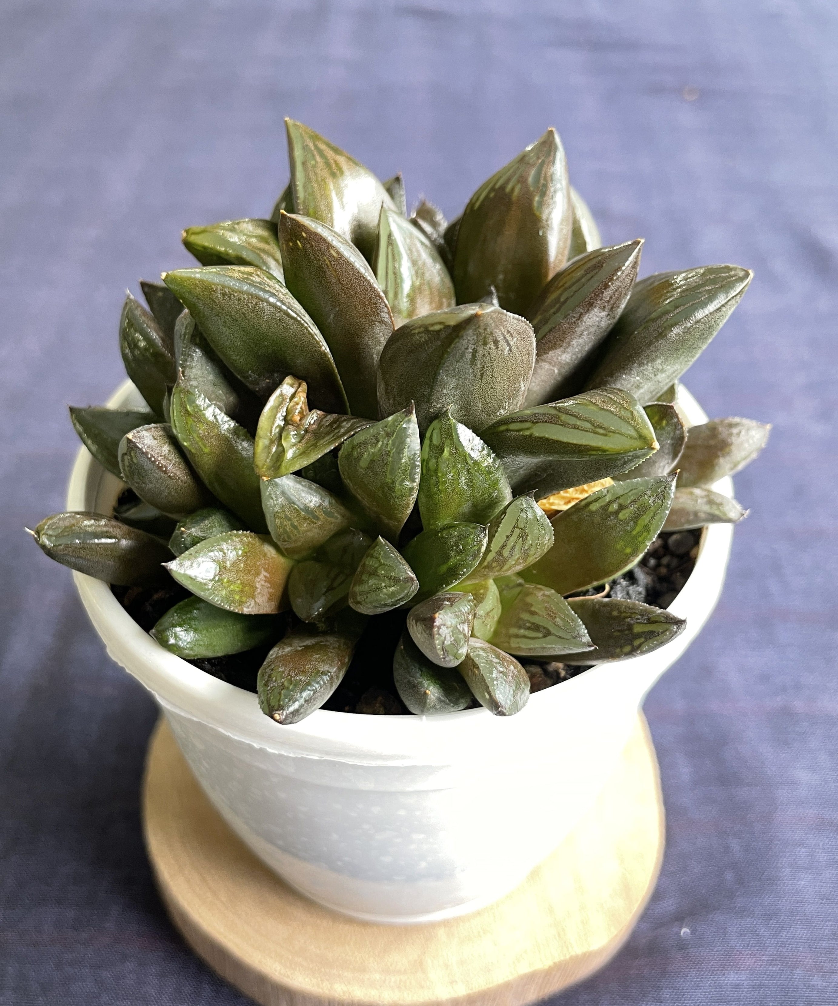 Haworthia retusa Hybrid 2

