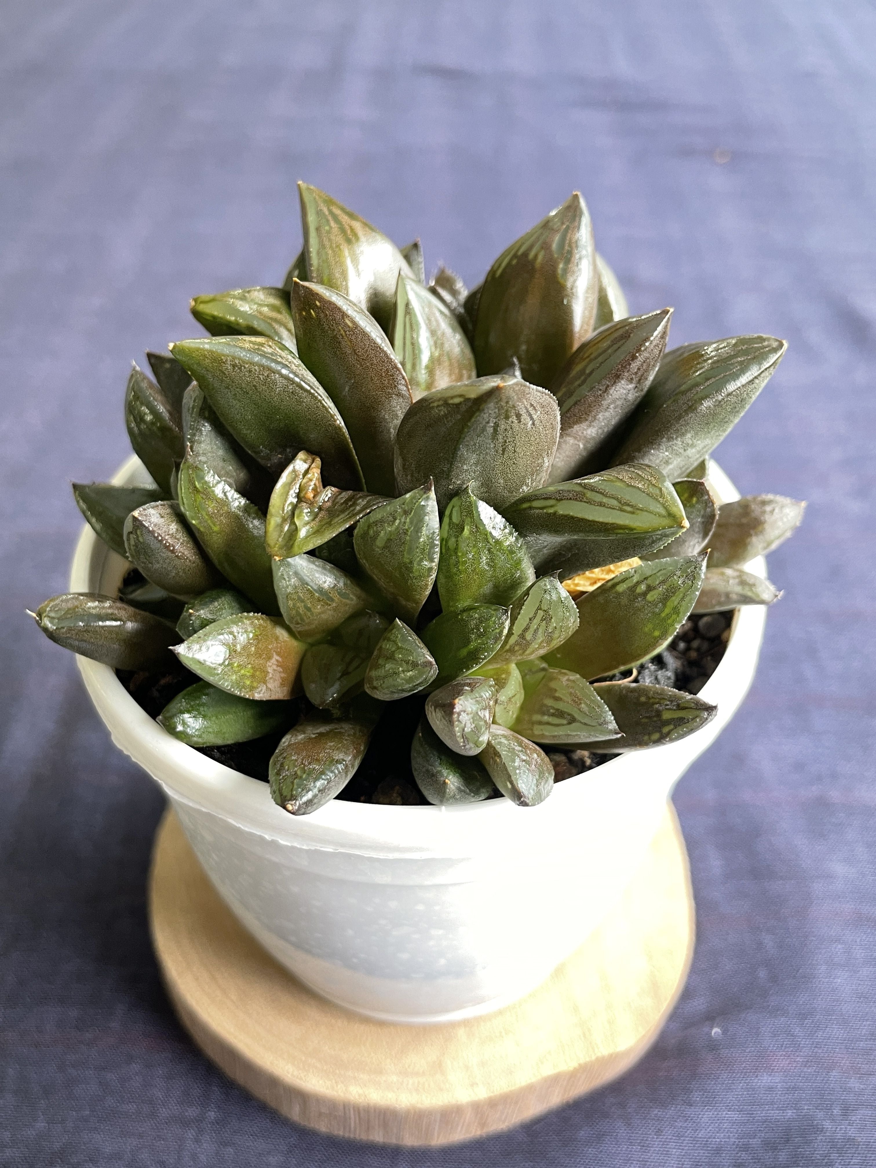 Haworthia retusa Hybrid 2


