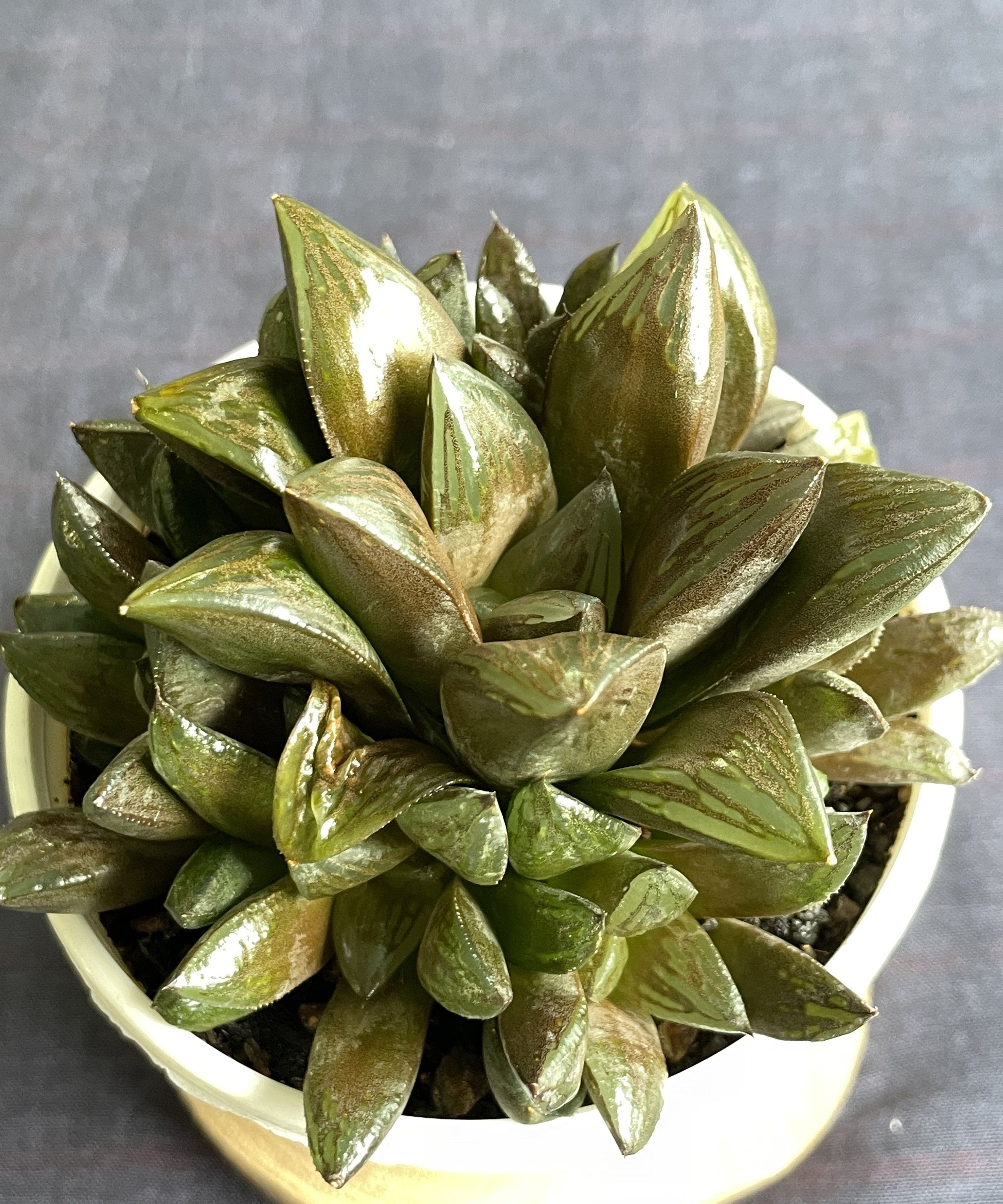 Haworthia retusa Hybrid 2