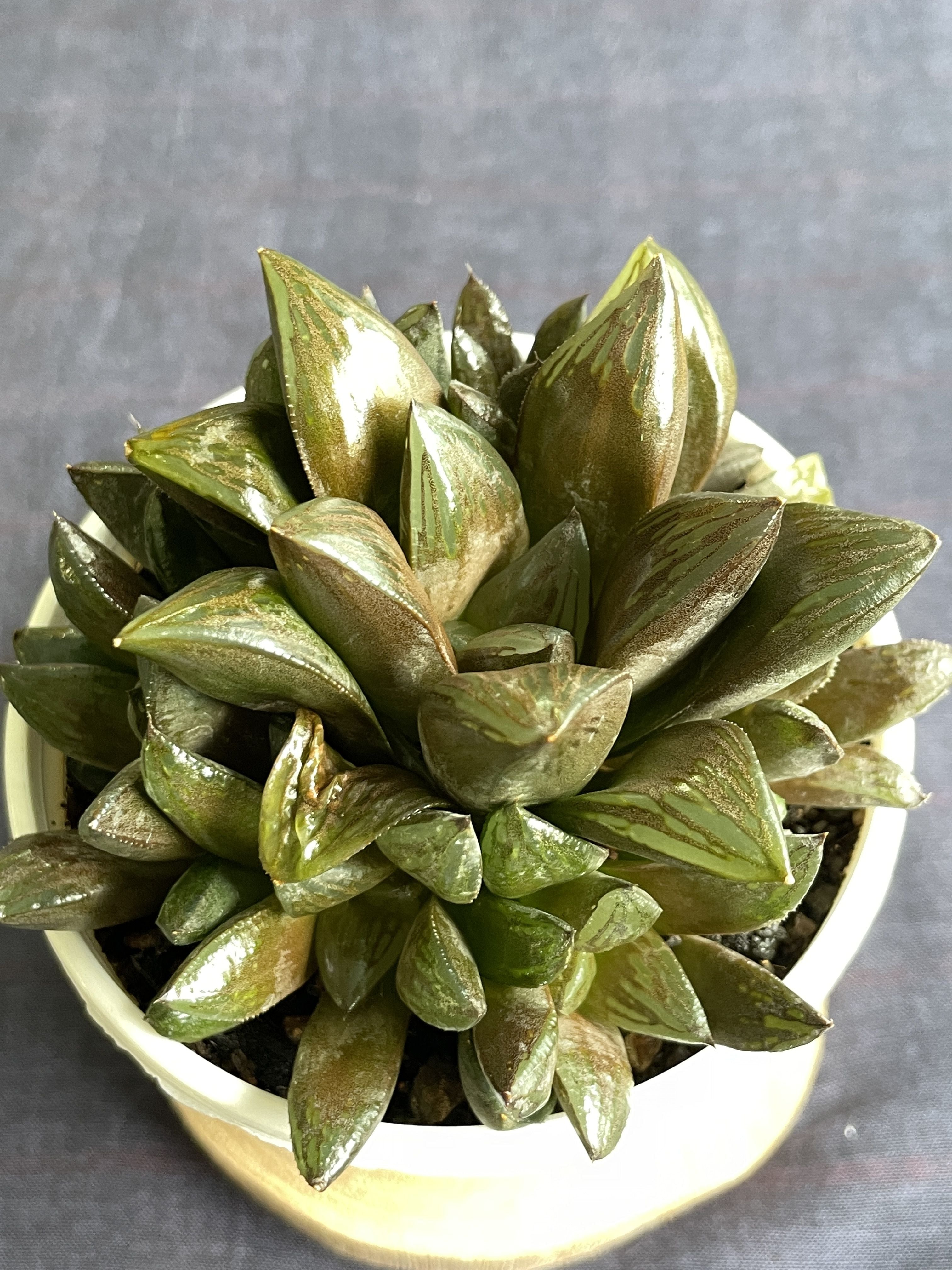 Haworthia retusa Hybrid 2
