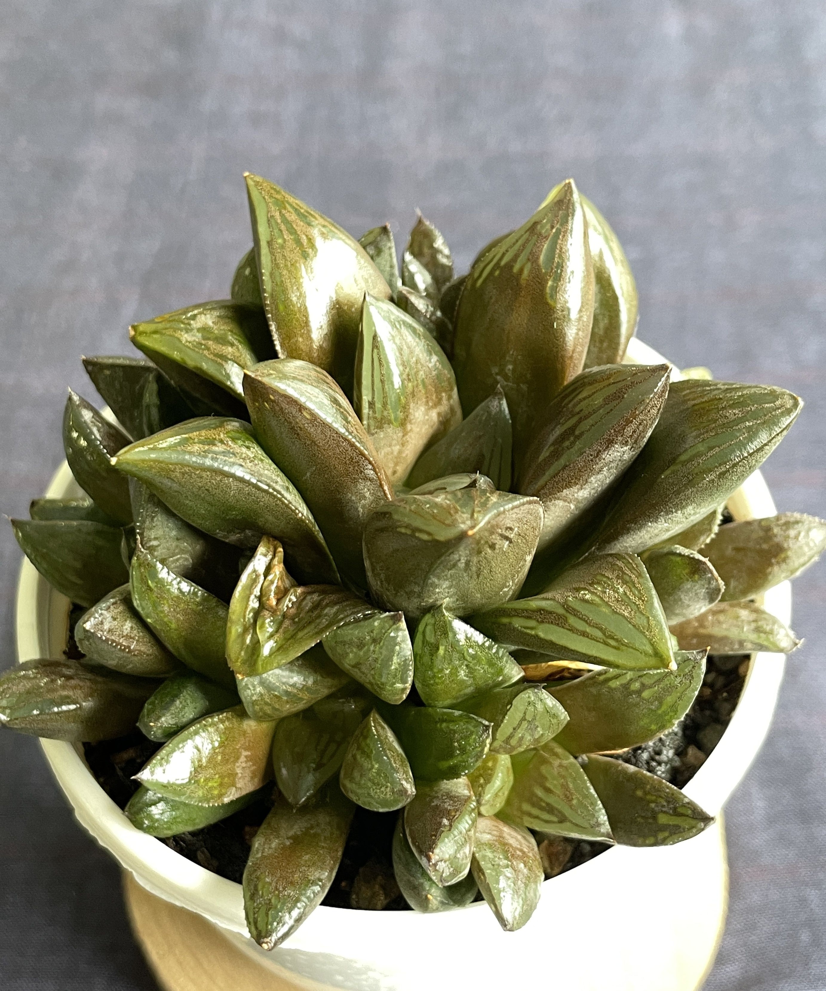 Haworthia retusa Hybrid 2