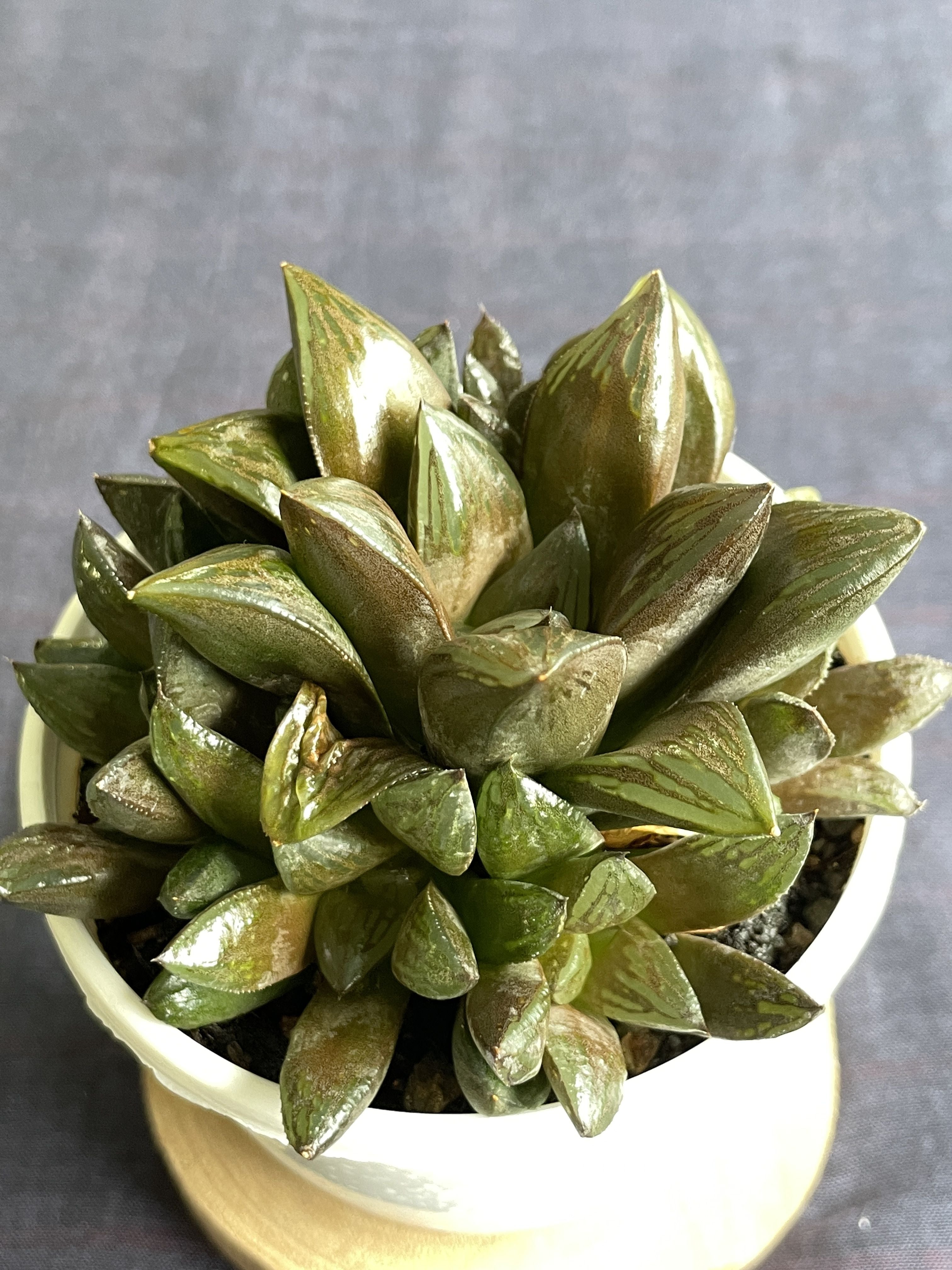 Haworthia retusa Hybrid 2