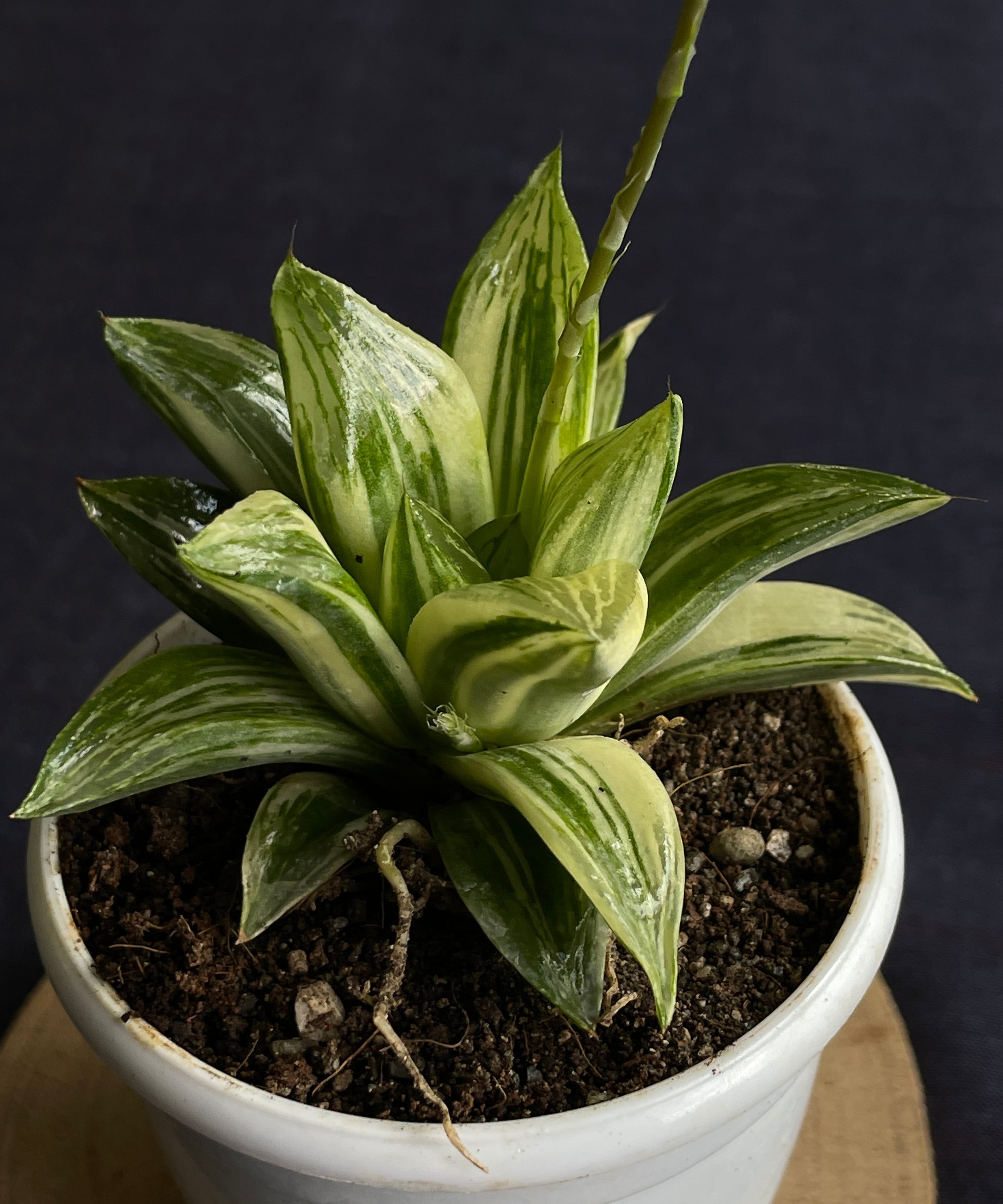 Haworthia retusa Variegated
