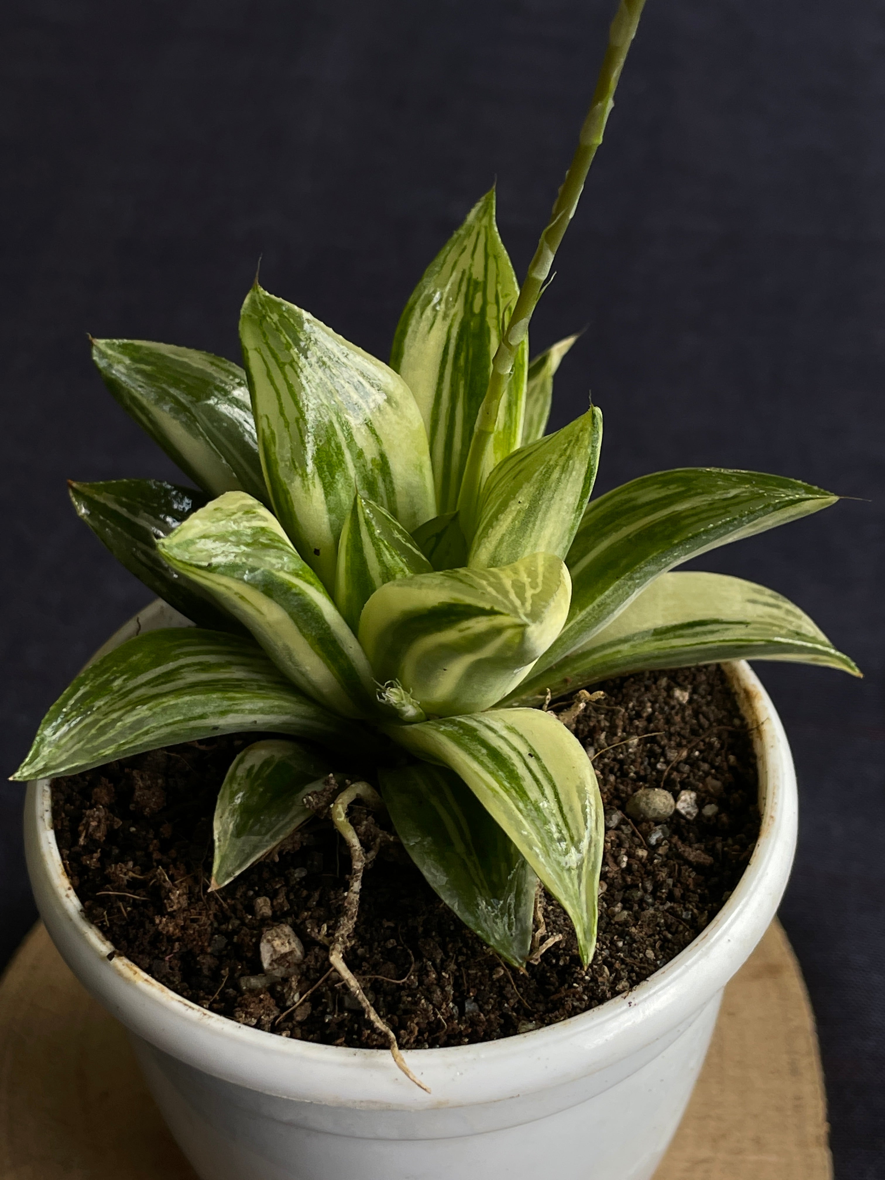 Haworthia retusa Variegated
