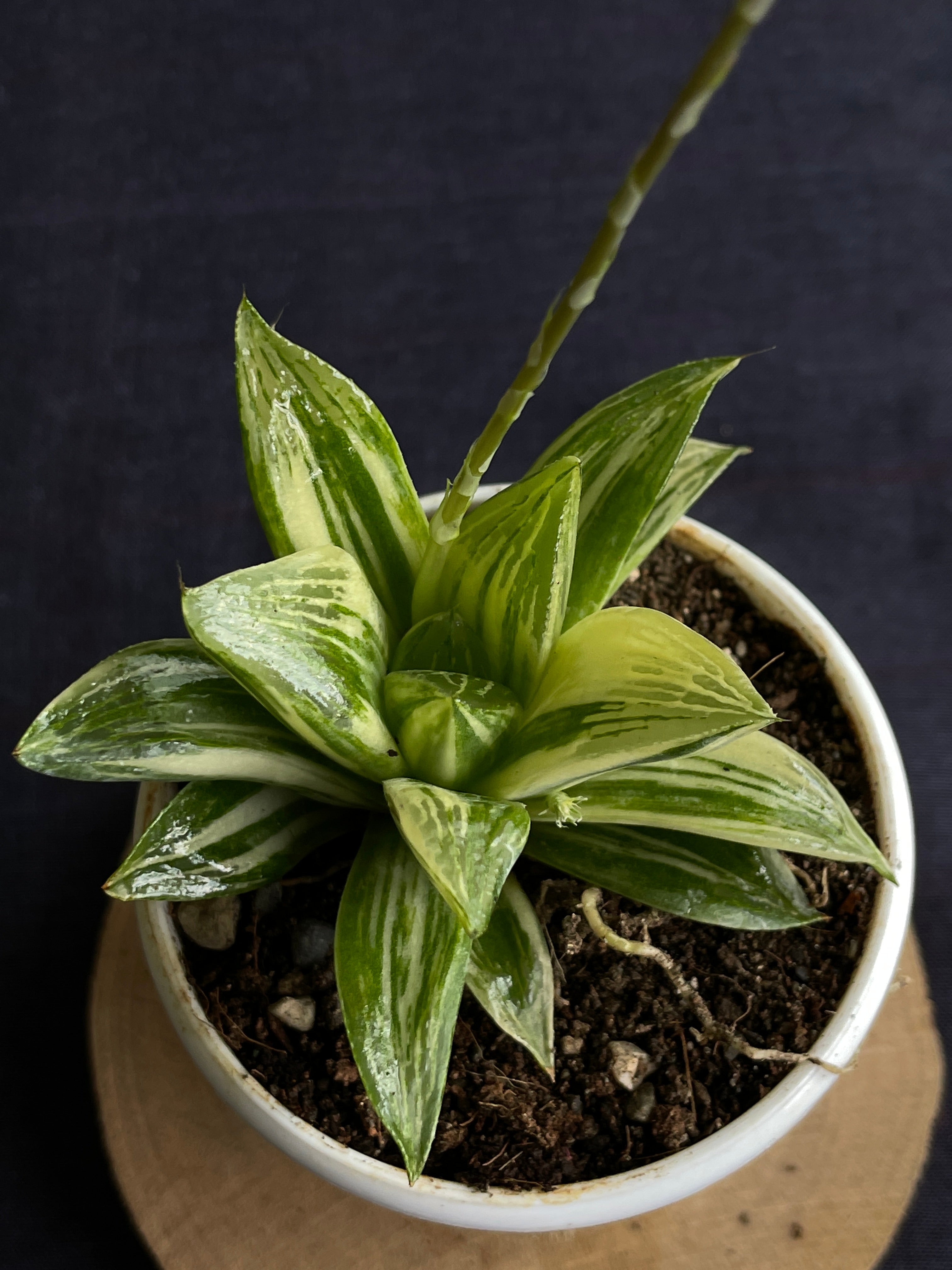 Haworthia retusa Variegated
 