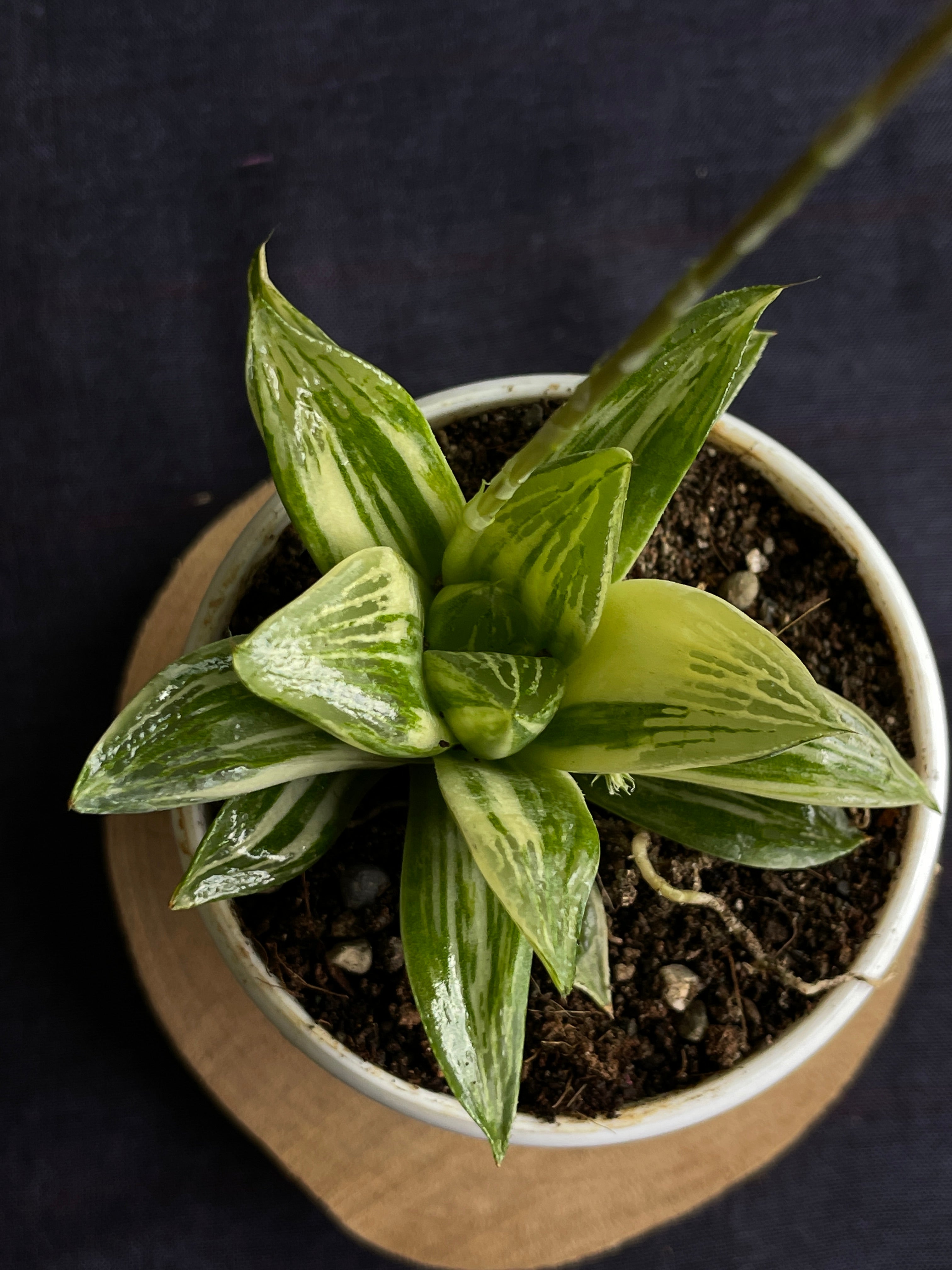 Haworthia retusa Variegated

