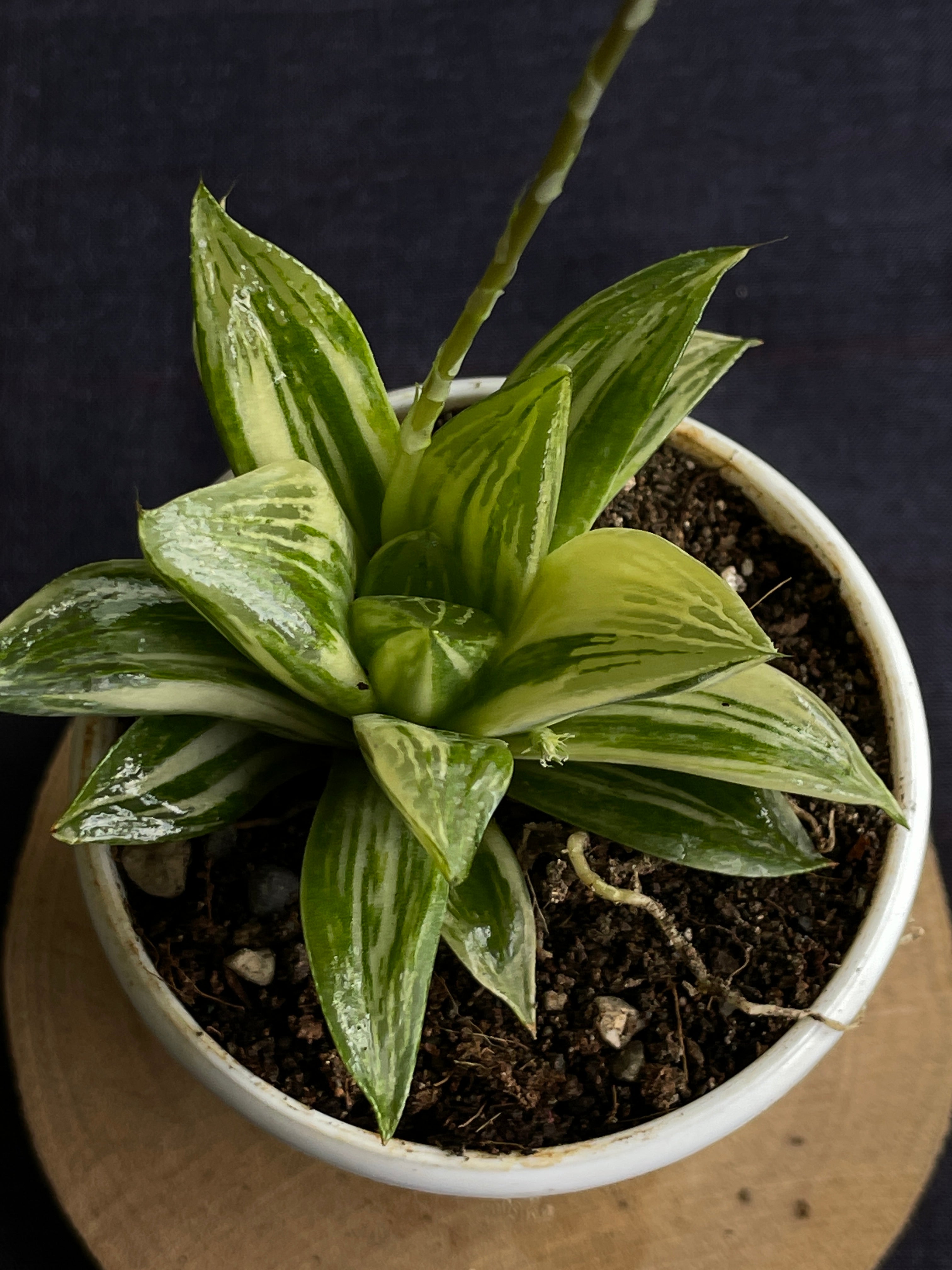 Haworthia retusa Variegated
