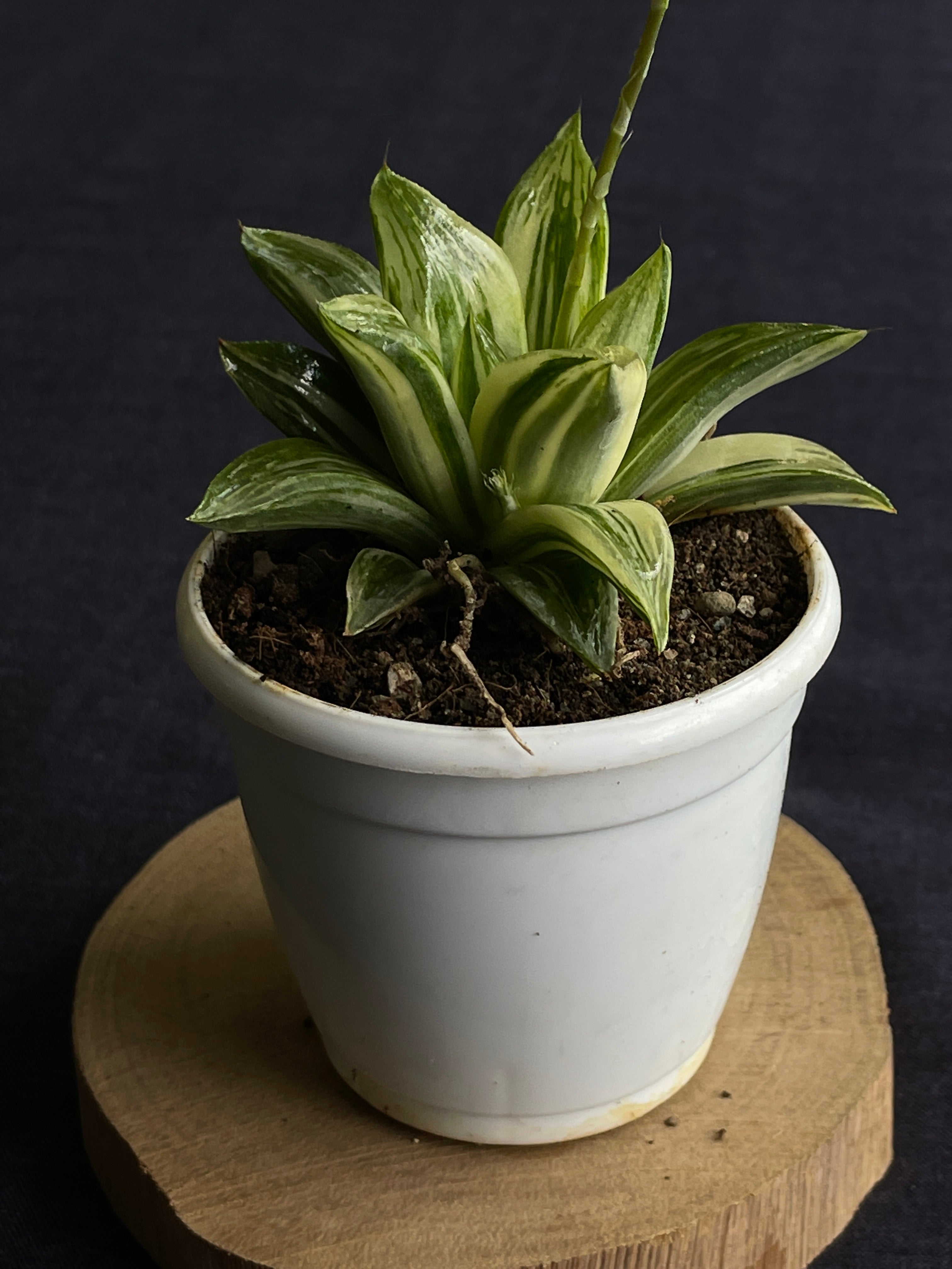 Haworthia retusa Variegated
