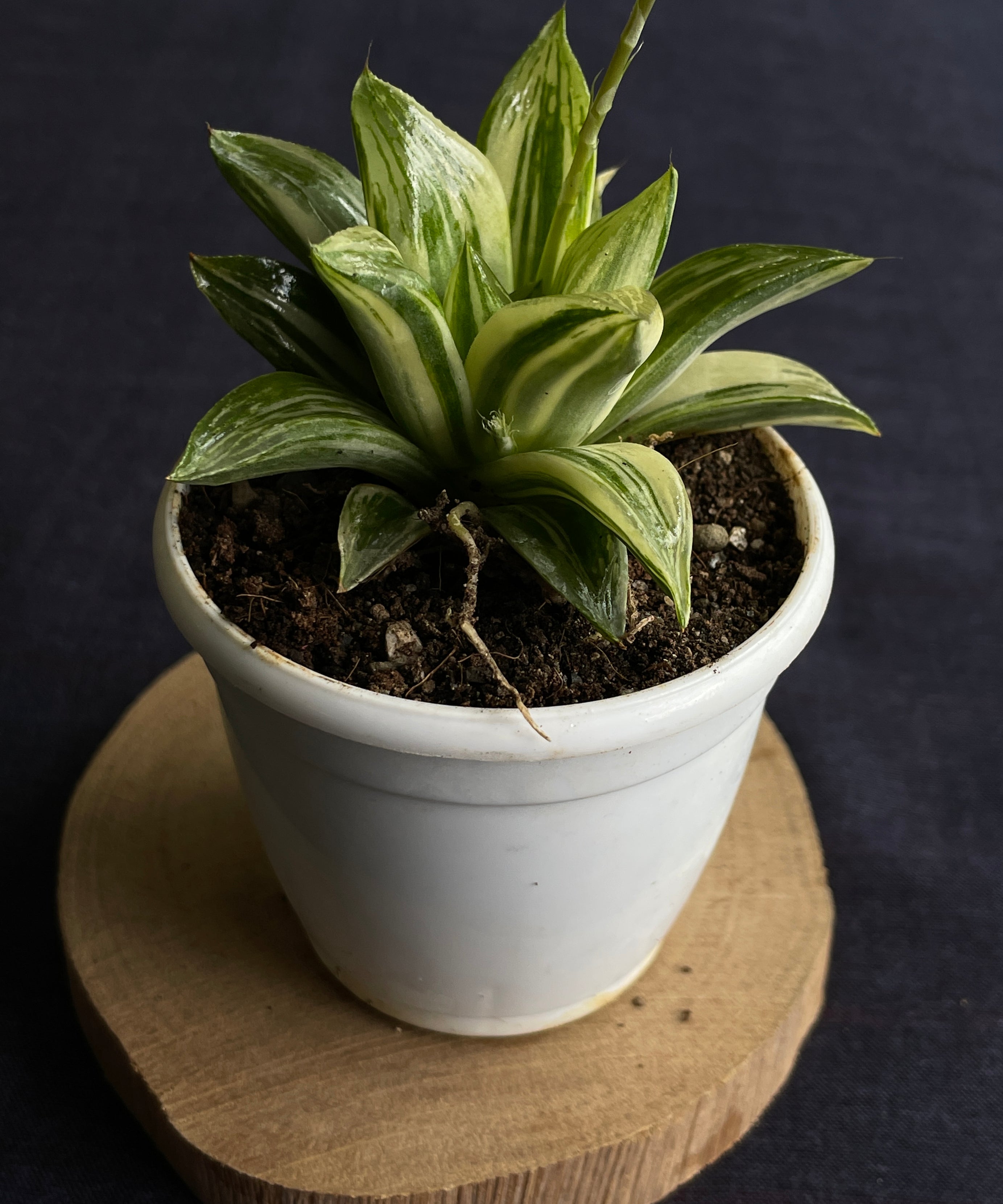 Haworthia retusa Variegated

