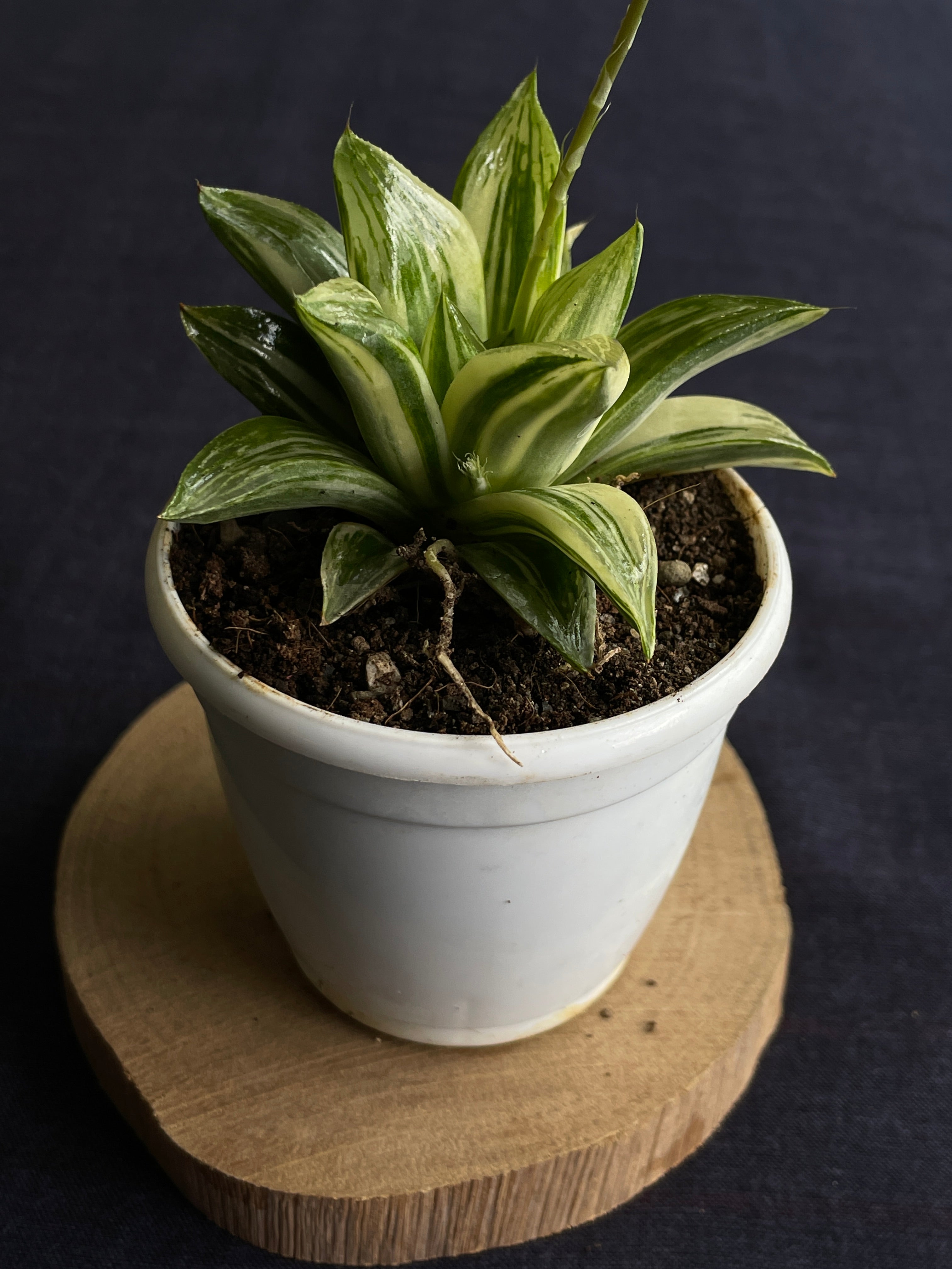 Haworthia retusa Variegated
