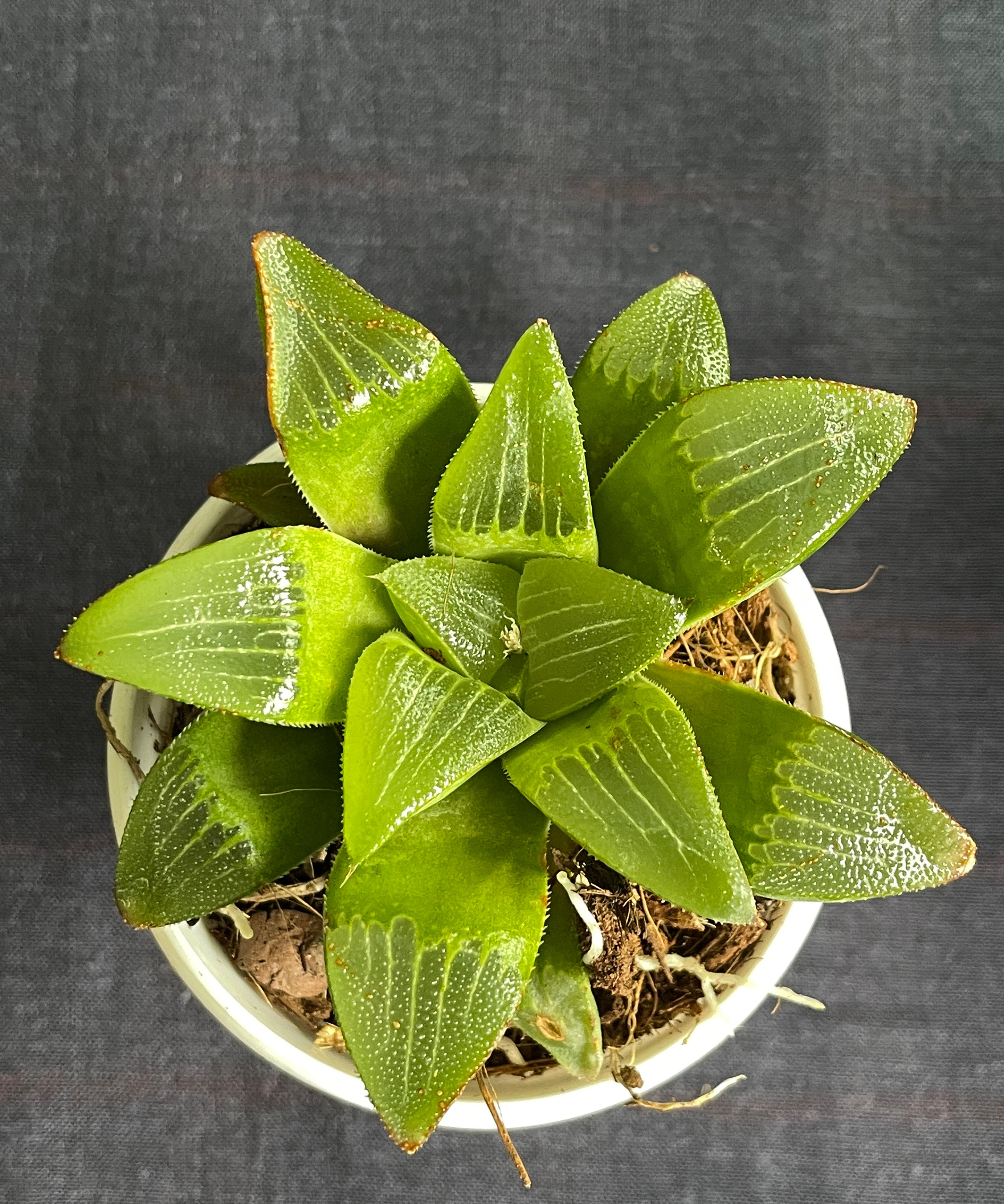 Haworthia turgida

