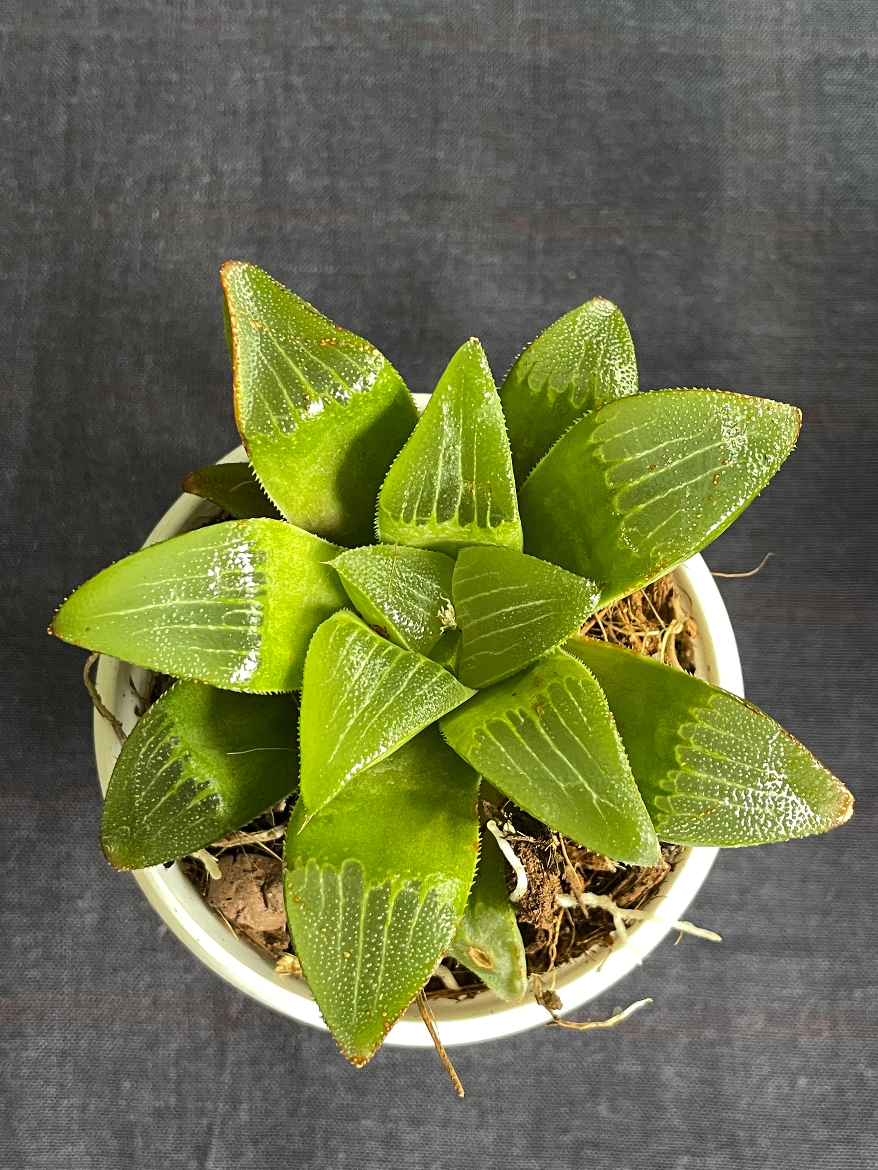 Haworthia turgida

