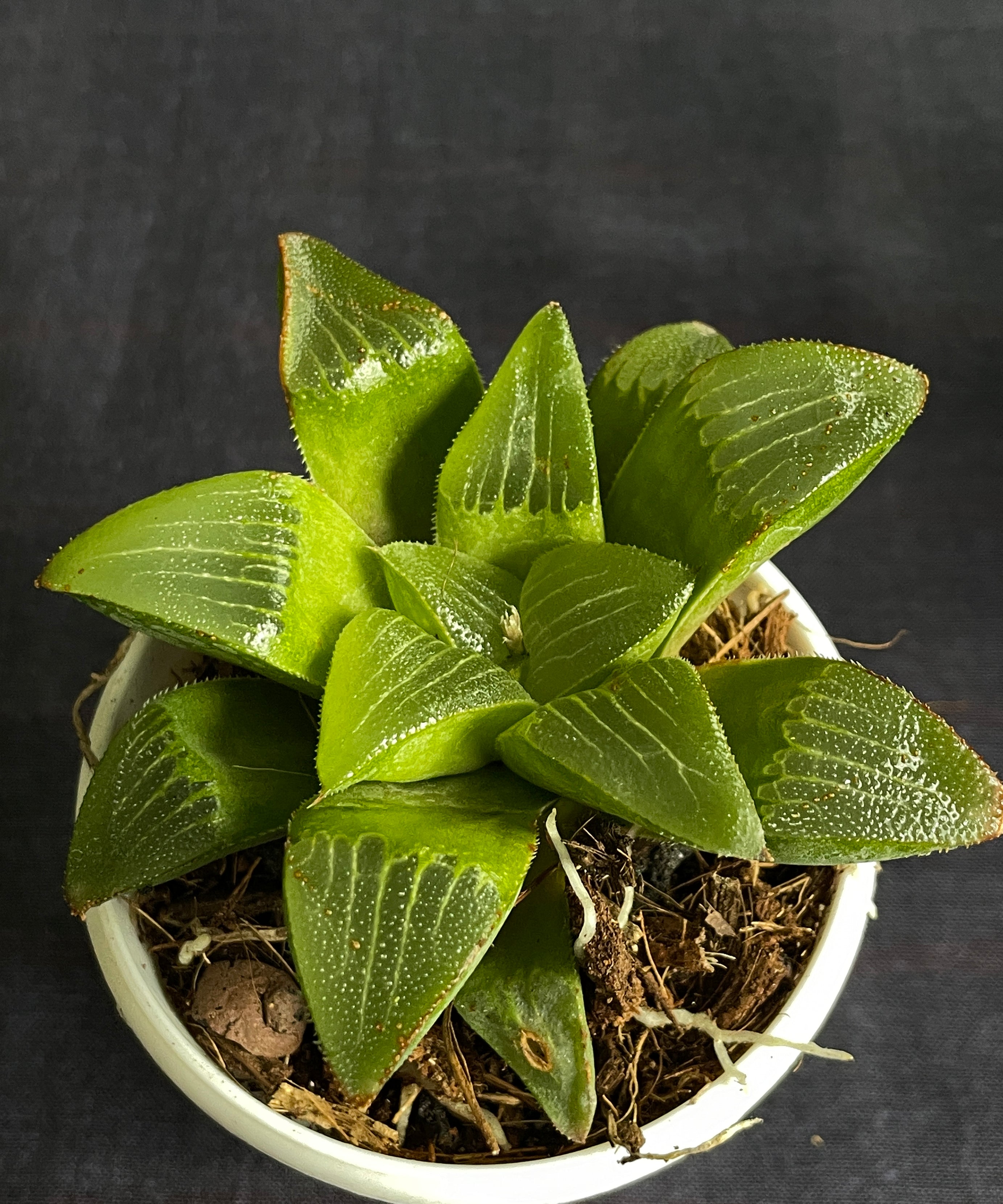 Haworthia turgida