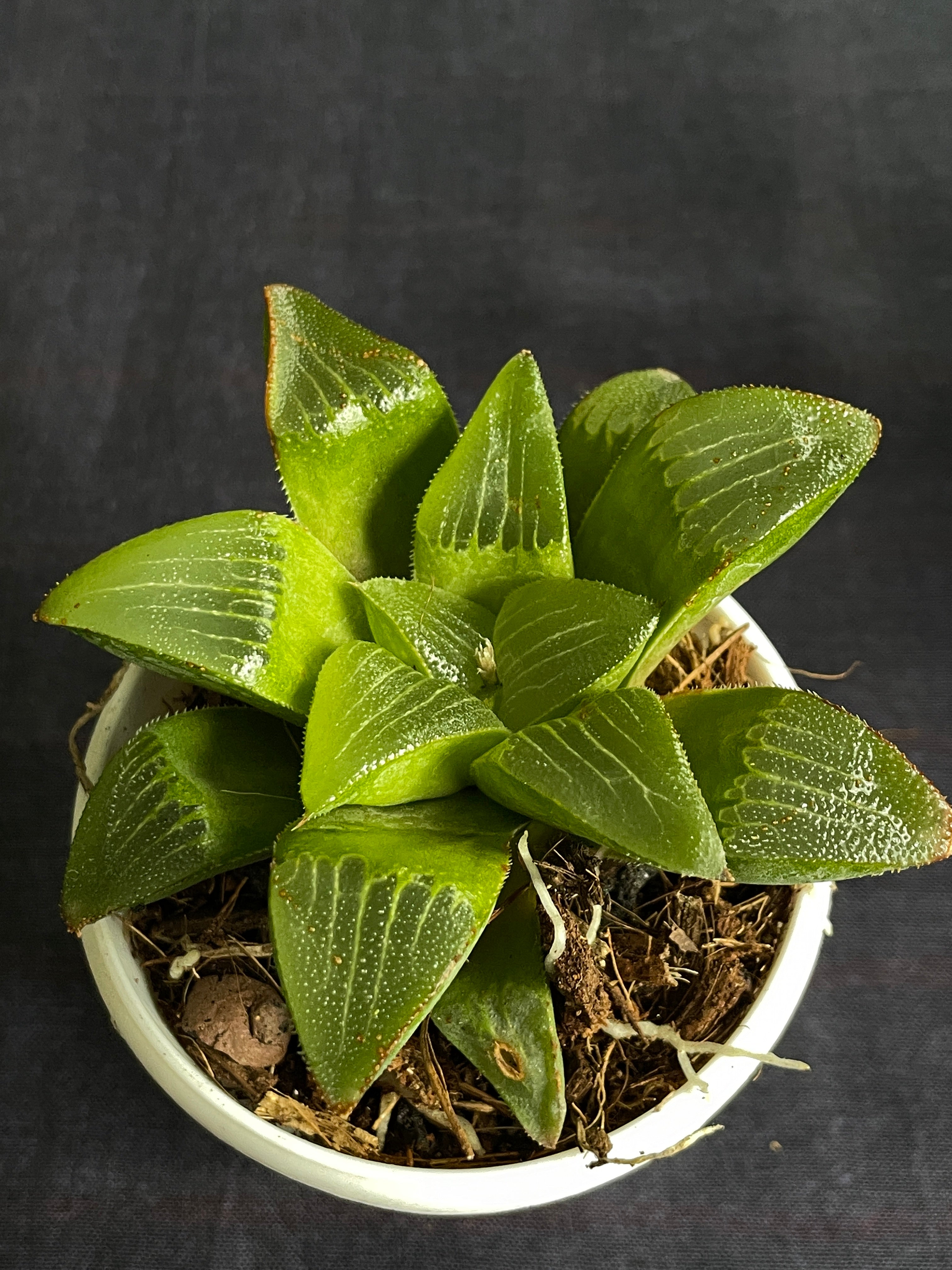 Haworthia turgida