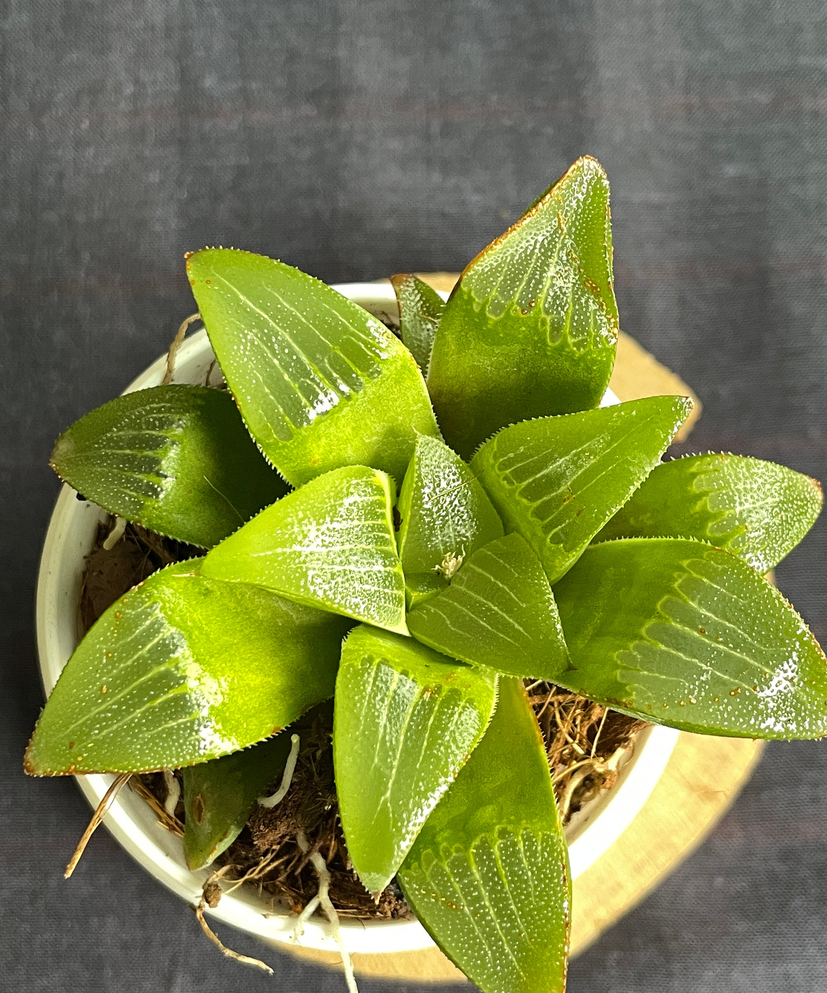 Haworthia turgida