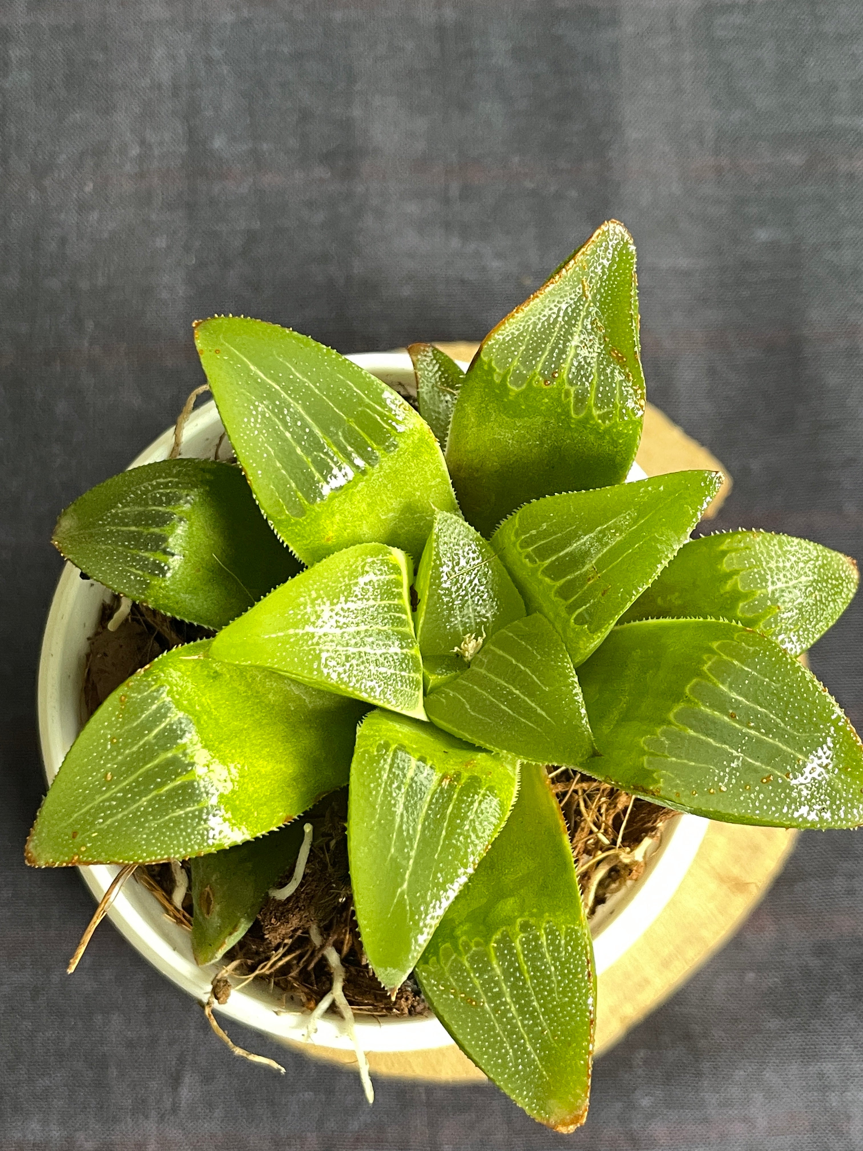 Haworthia turgida