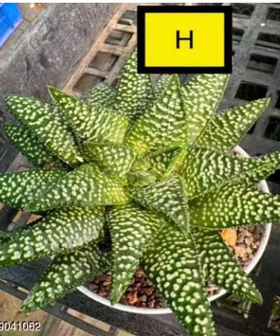 Haworthia Hybrid H

