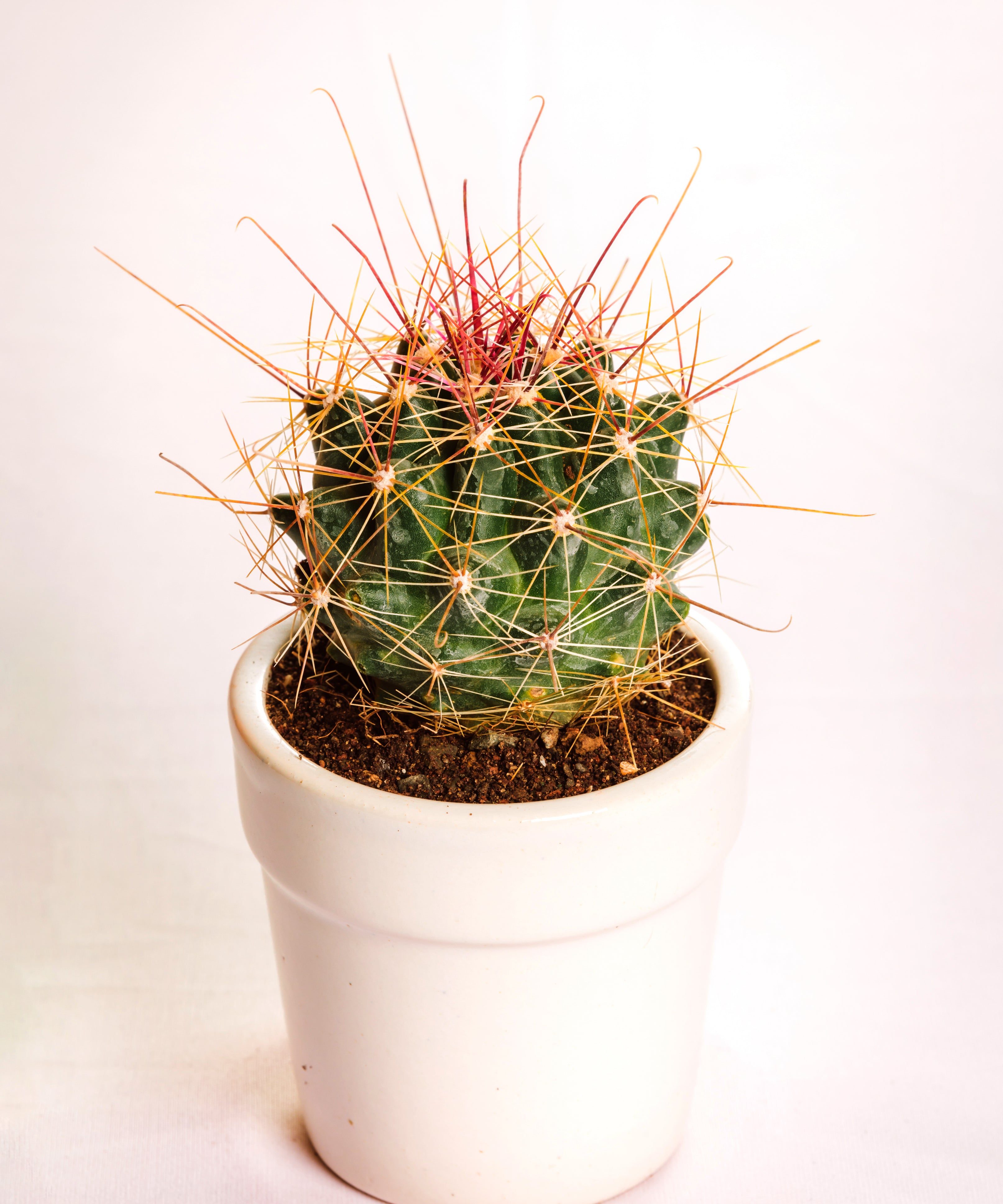 Hemato Cactus