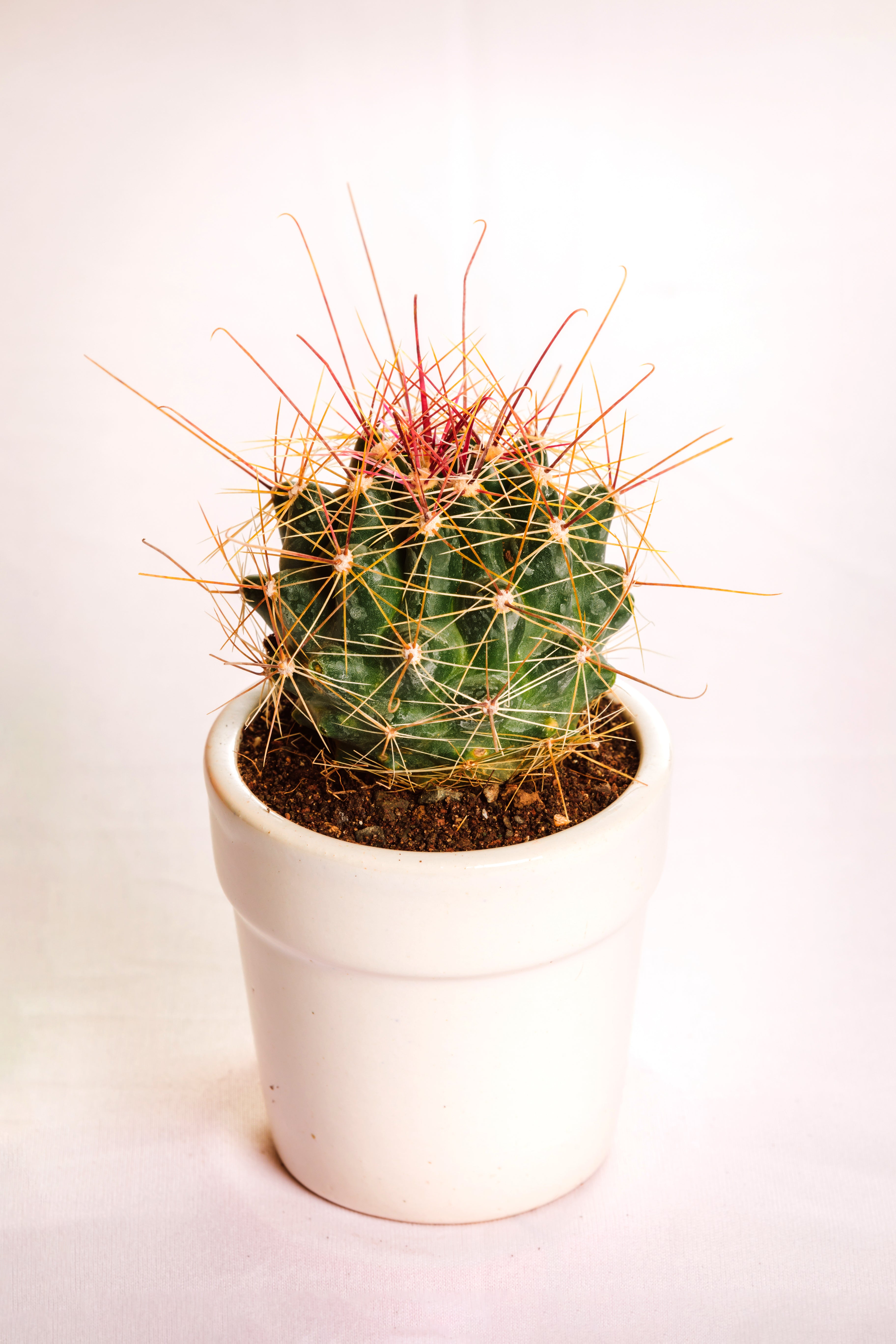 Hemato Cactus