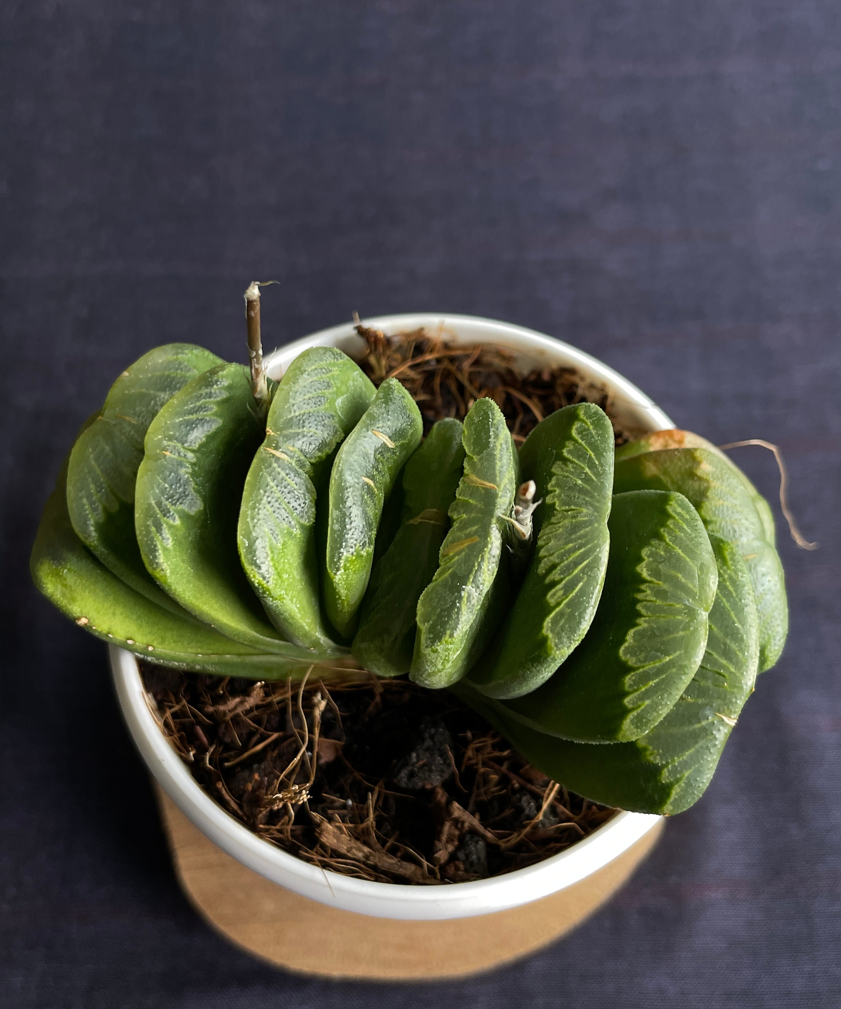 Haworthia Truncata Limegreen