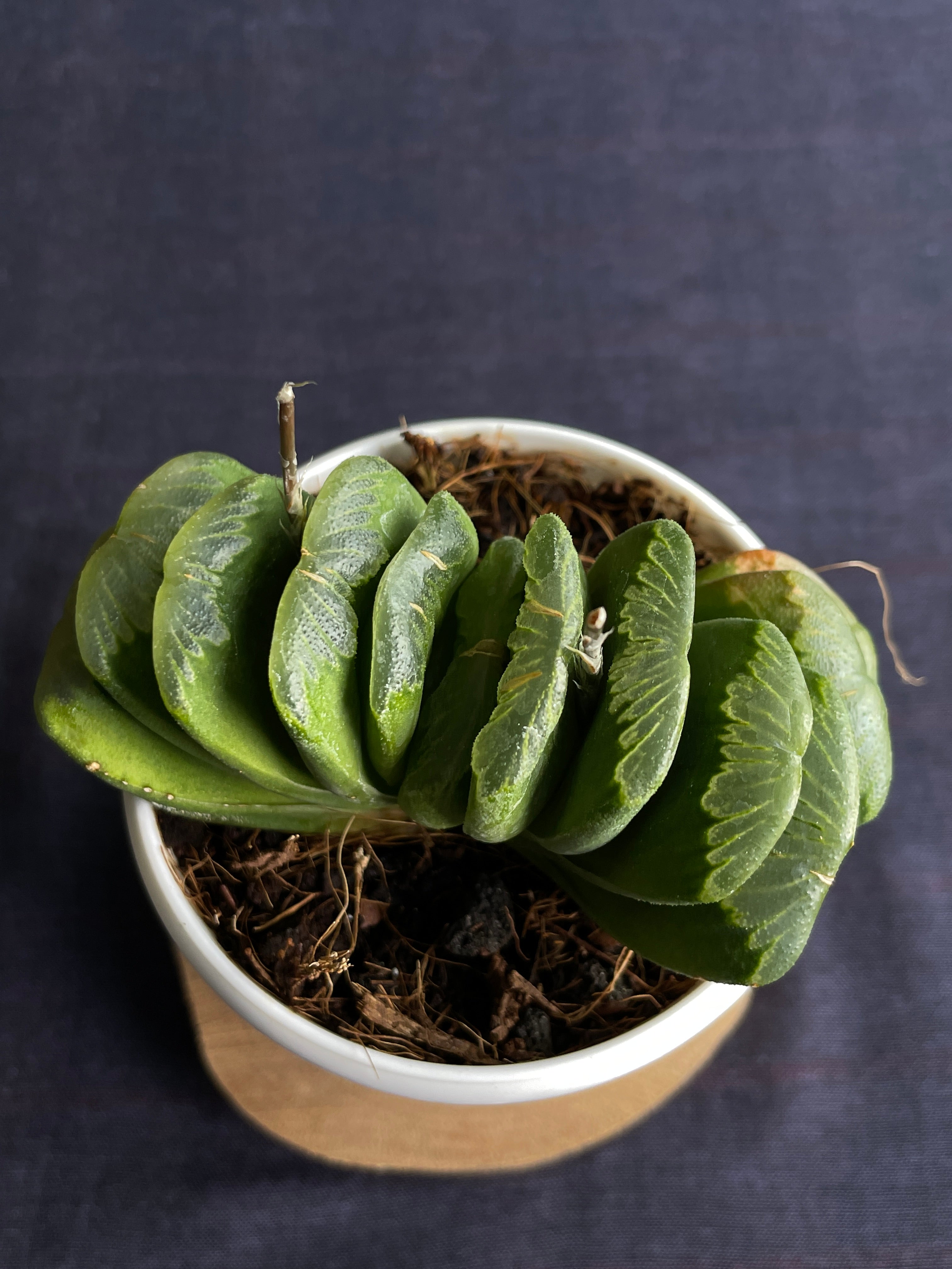 Haworthia Truncata Limegreen