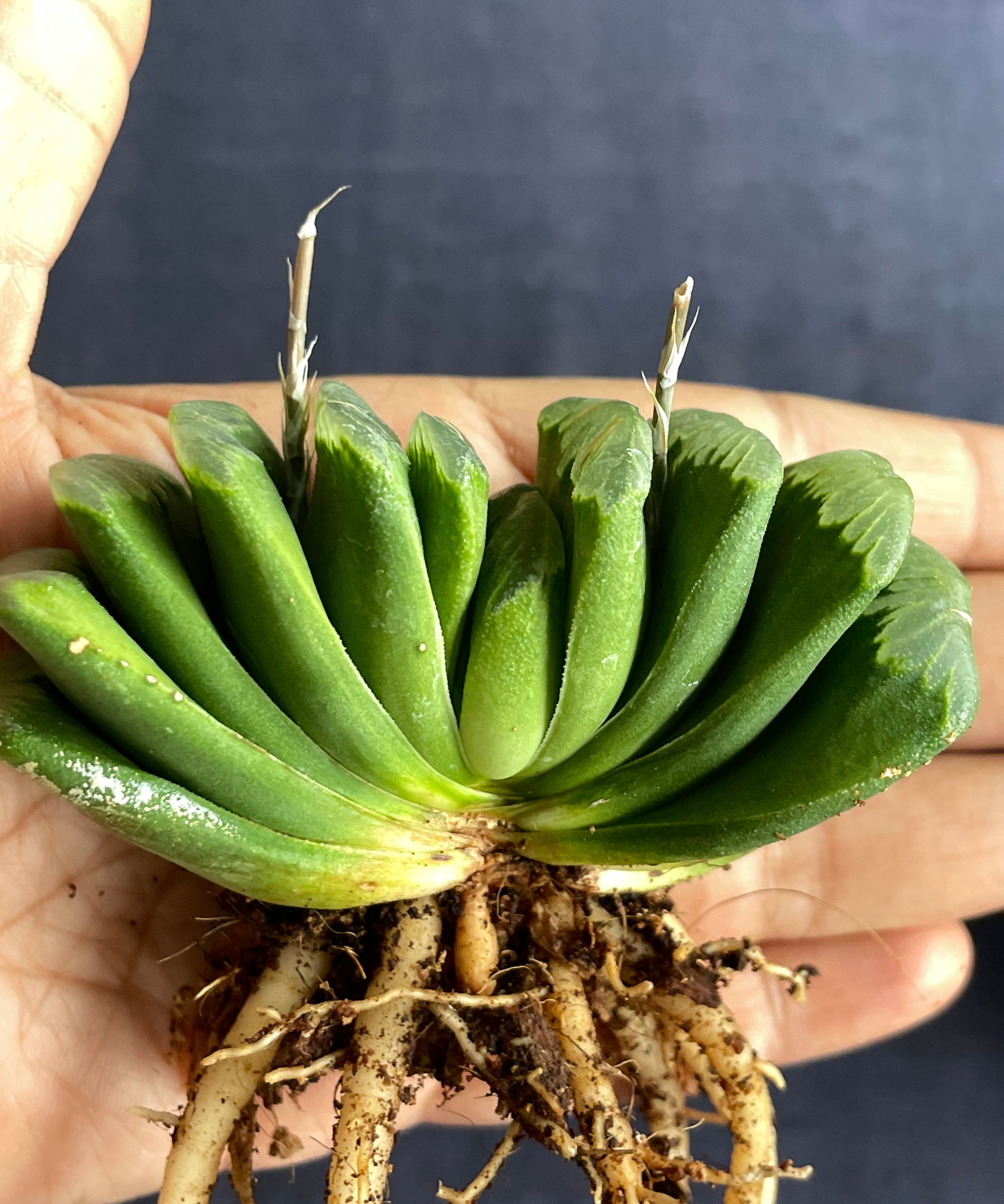 Haworthia Truncata Limegreen