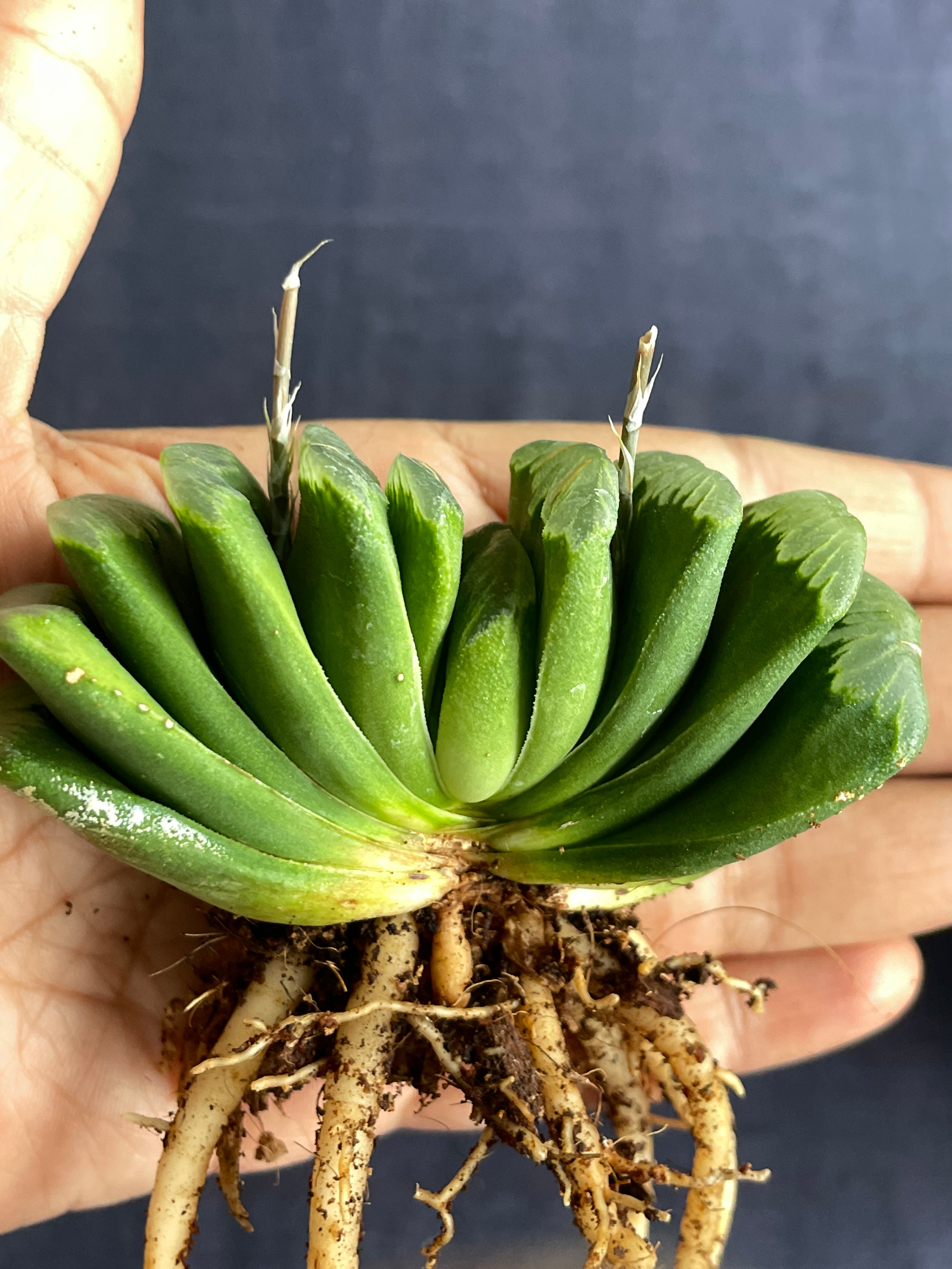 Haworthia Truncata Limegreen