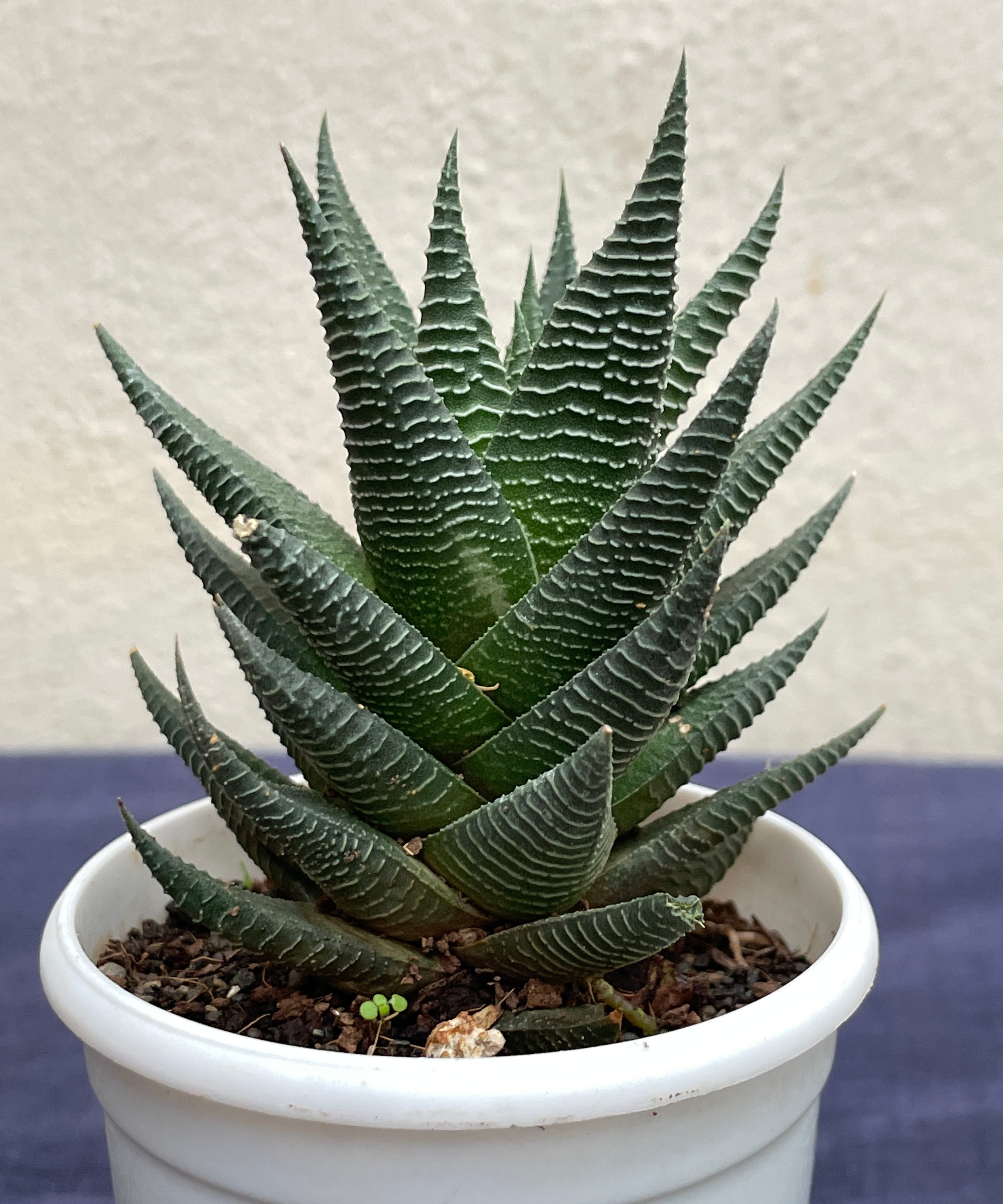 Haworthia Limifolia Fairy Washboard