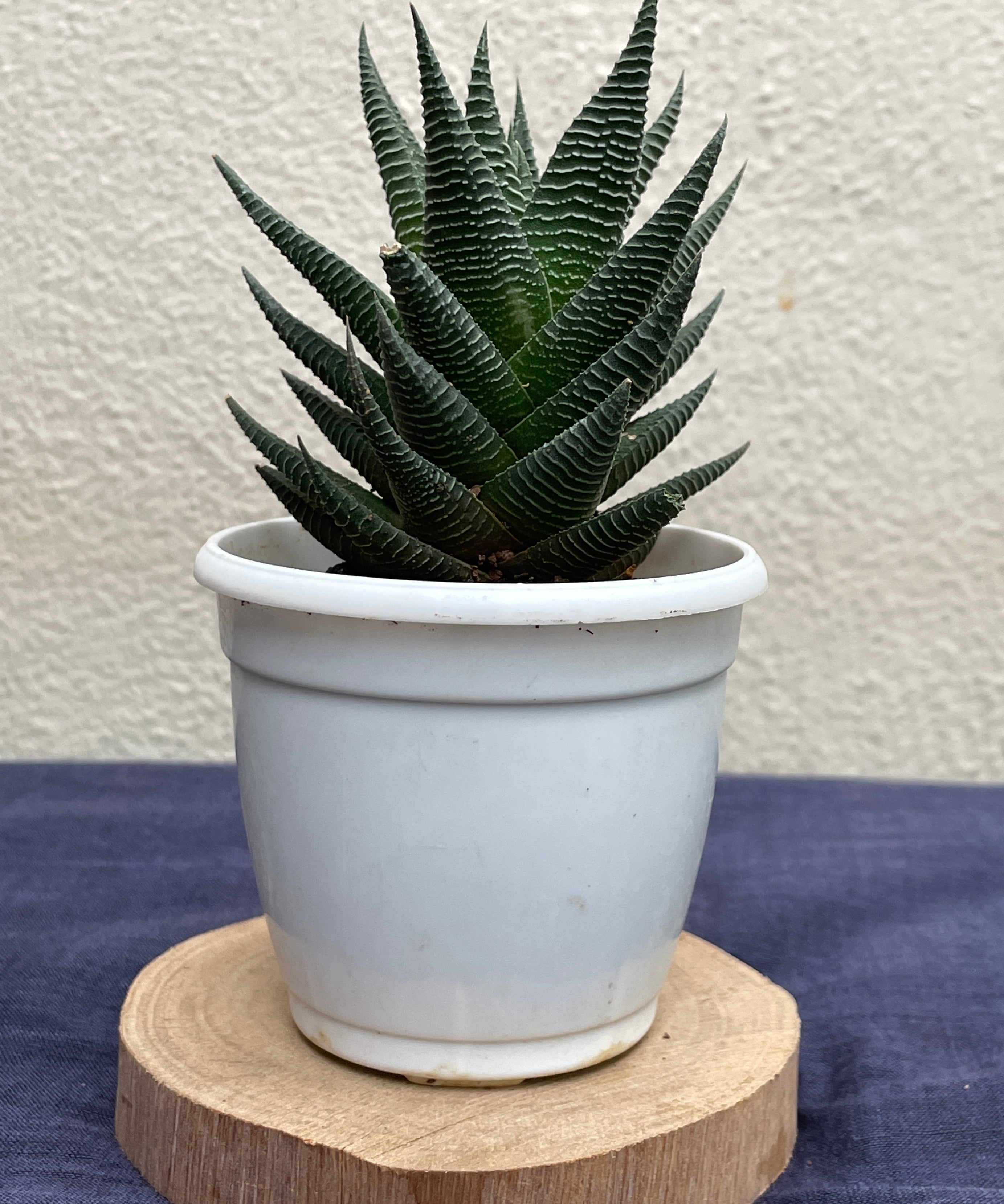 Haworthia Limifolia Fairy Washboard