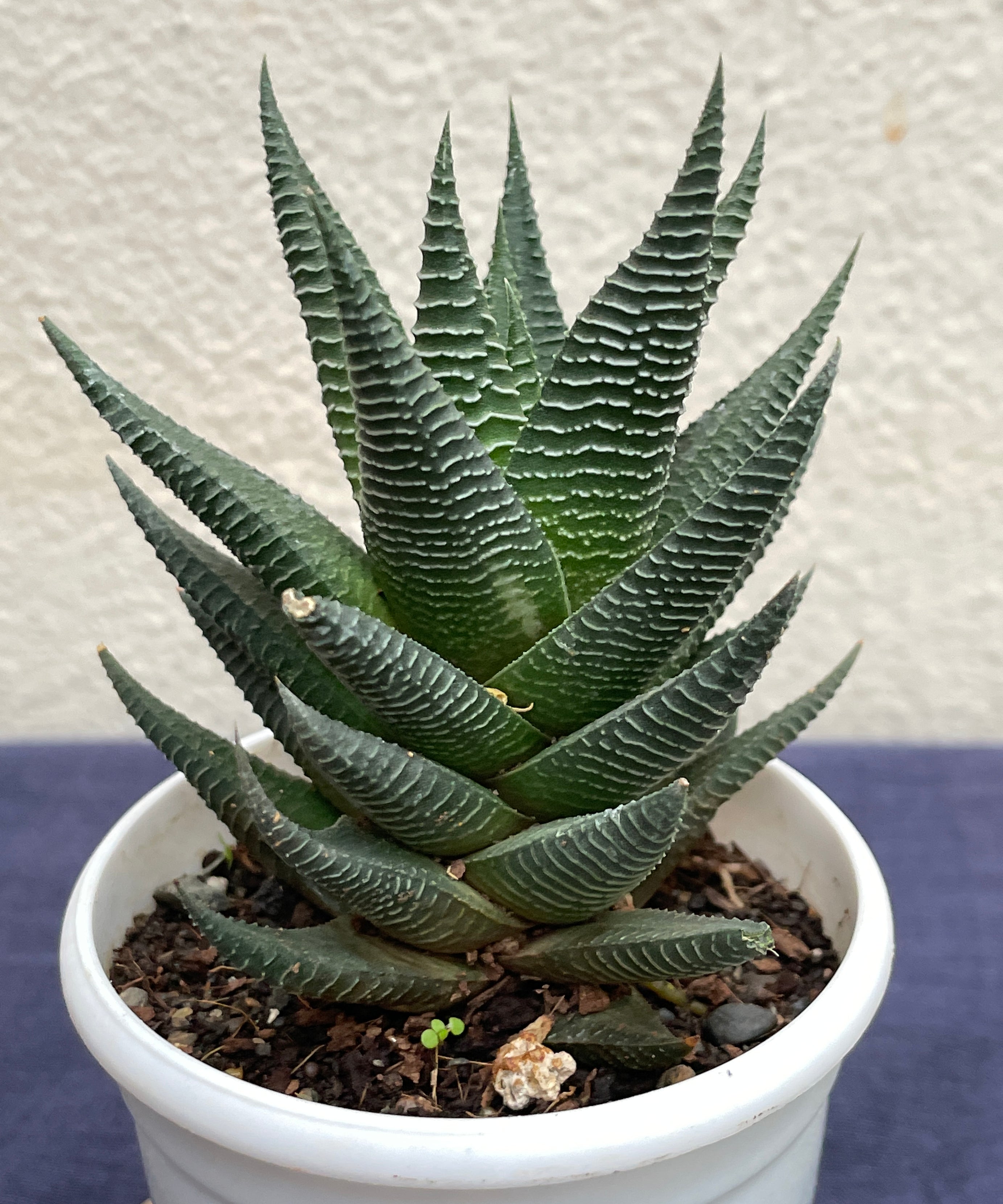 Haworthia Limifolia Fairy Washboard