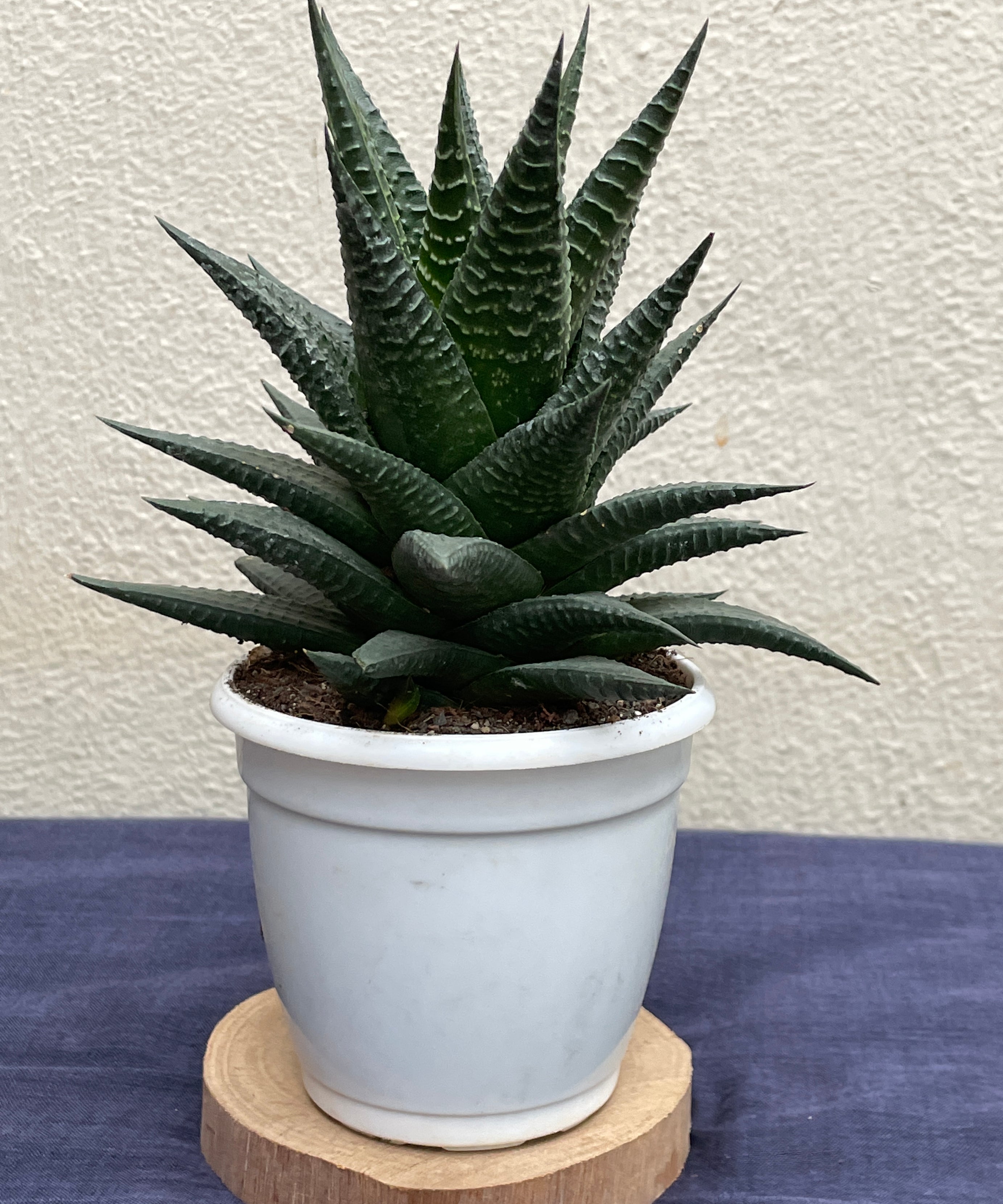 Haworthia Limifolia Fairy Washboard